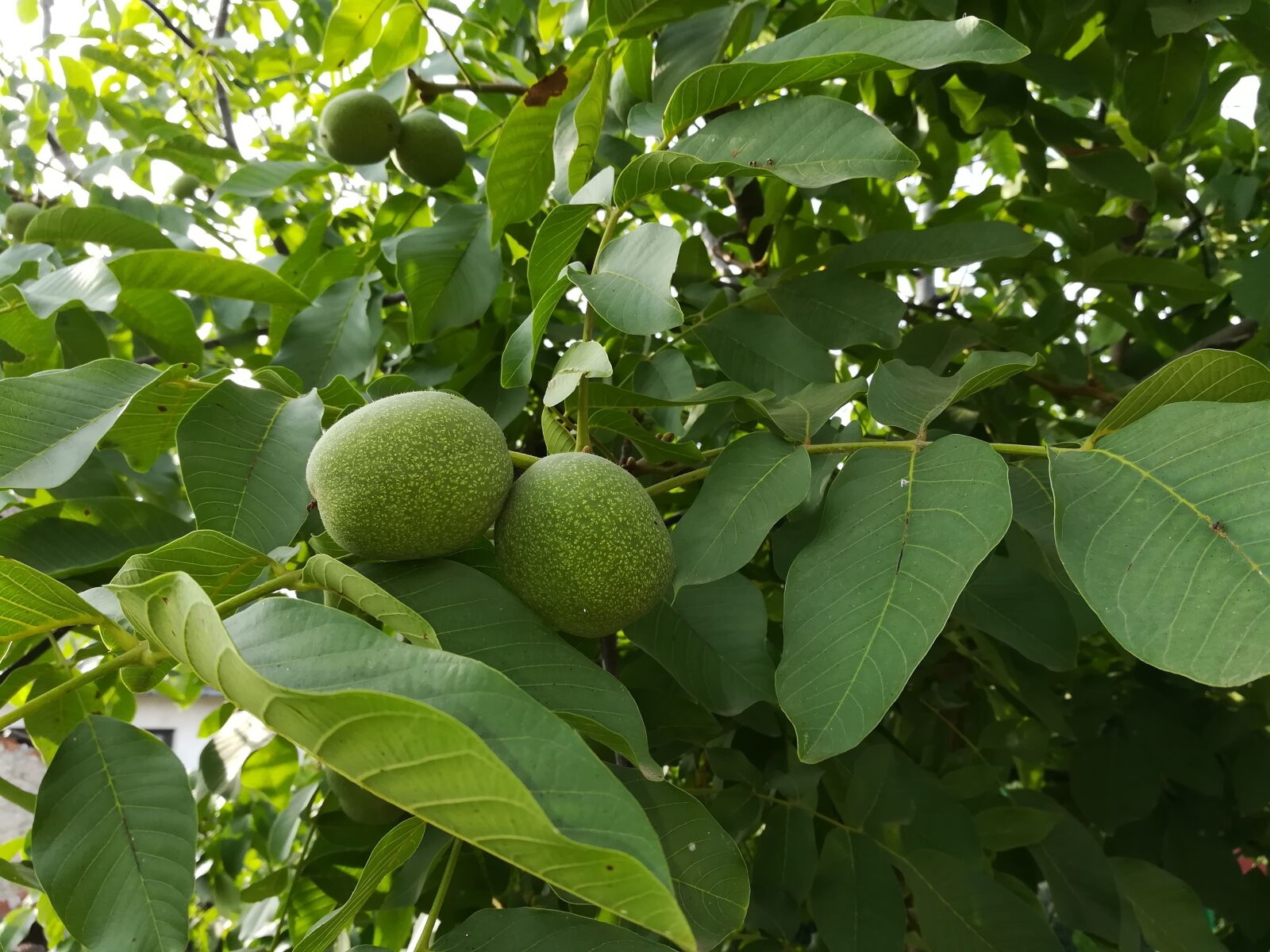 HUAWEI honor 6x sample photo. Tree, walnut, immature photography