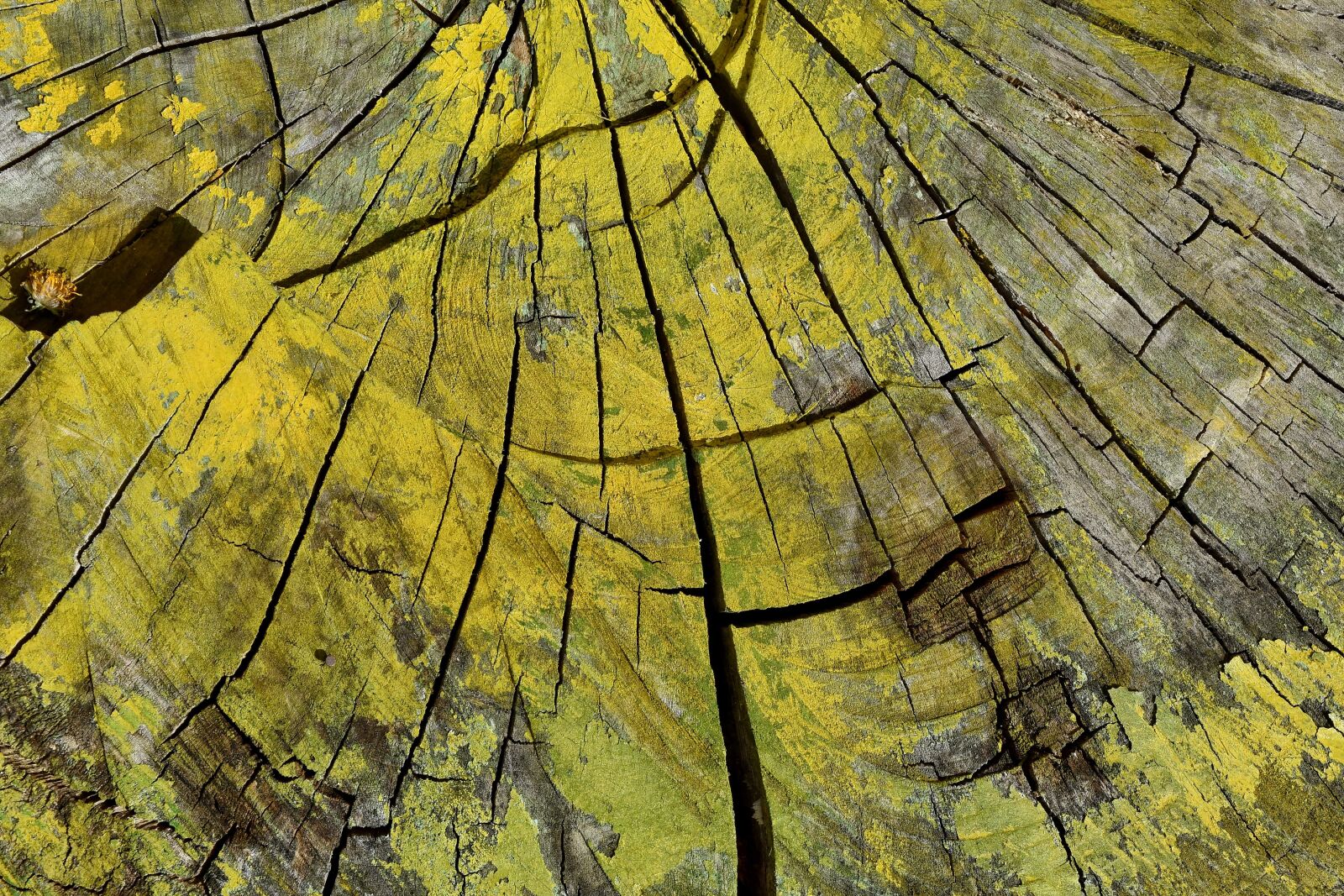Nikon D5500 sample photo. Paint, yellow, tree, autumn photography