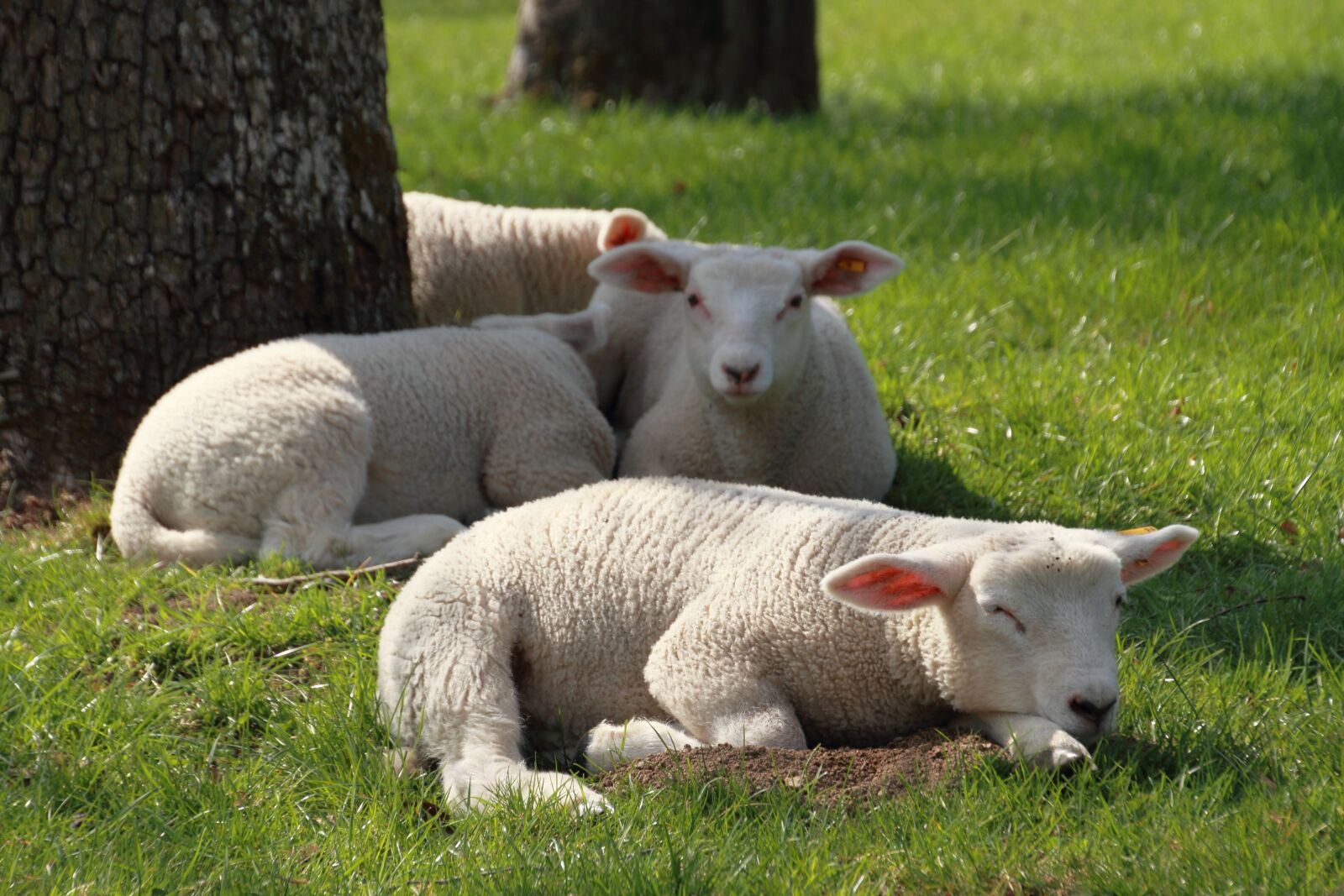 Canon EOS 7D sample photo. Easter, lamb, cute photography