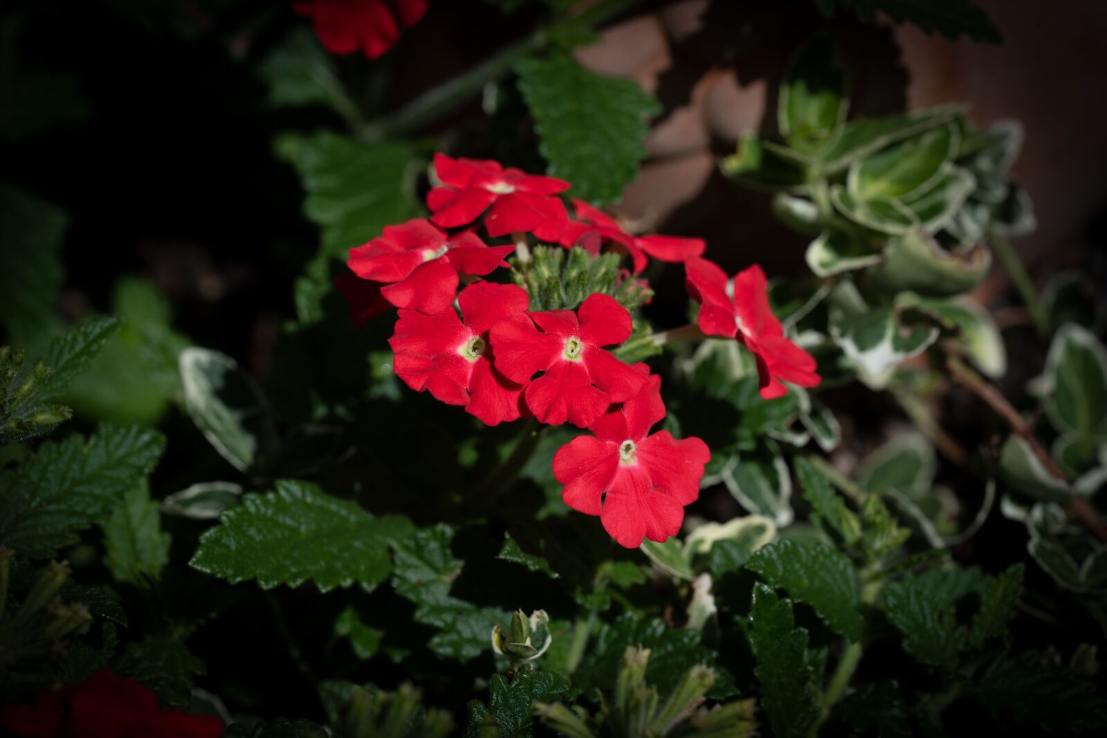 Nikon D750 sample photo. Flower, blossom, bloom photography