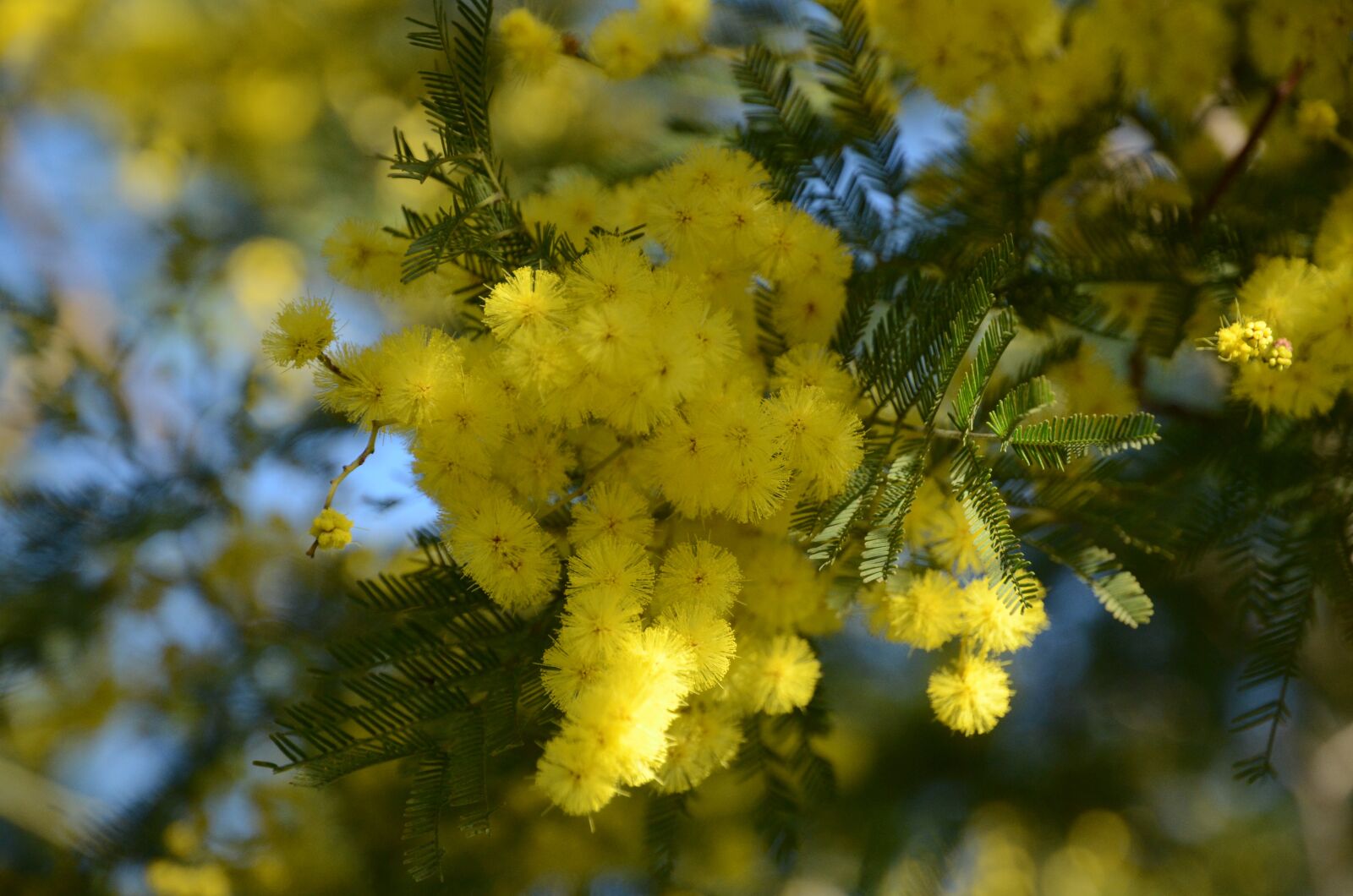 Nikon D7000 sample photo. Mimosa, flower, yellow photography