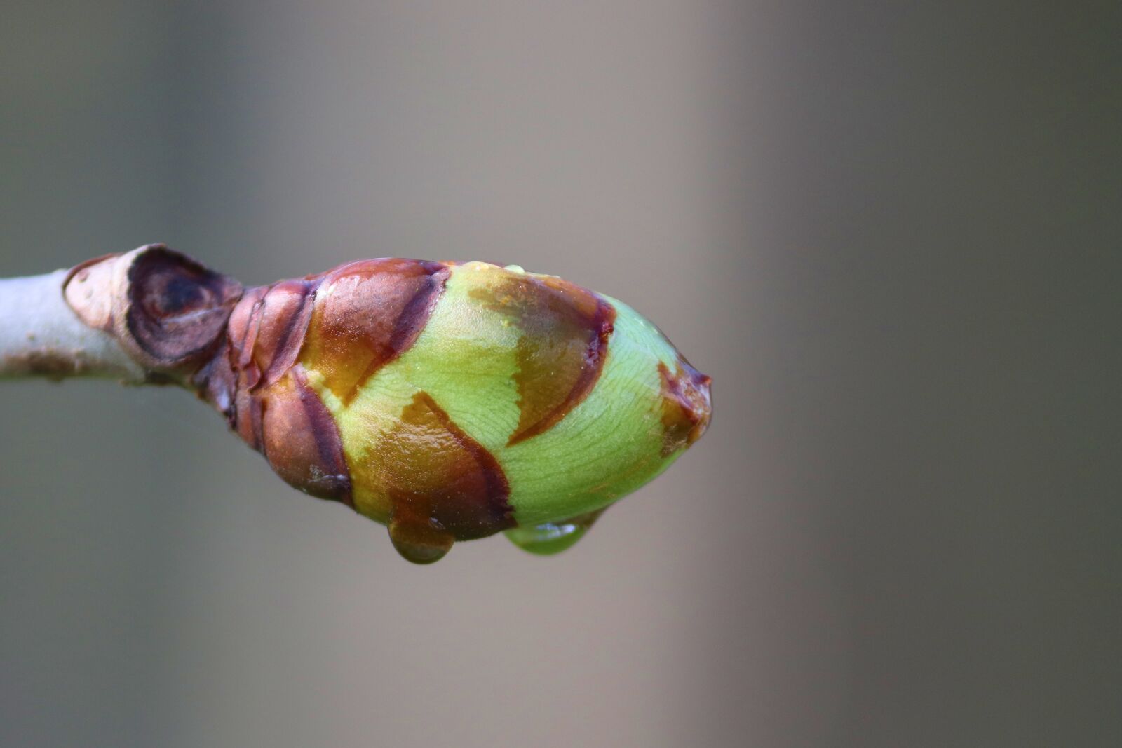 Canon EOS 200D (EOS Rebel SL2 / EOS Kiss X9) sample photo. Bud, chestnut, leaf bud photography