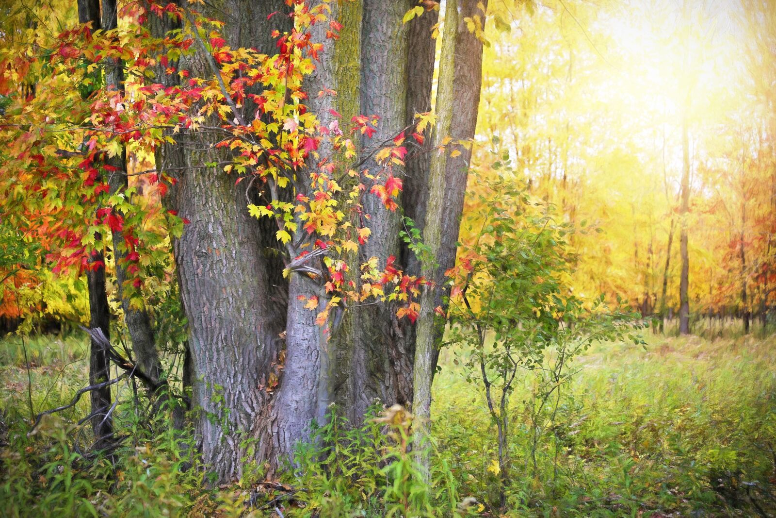 Canon EF 70-300mm F4-5.6 IS USM sample photo. Fall, autumn, trees photography