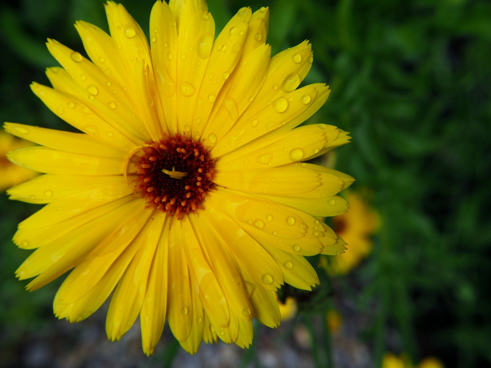 Olympus OM-D E-M10 sample photo. Marigold, blossom, bloom photography