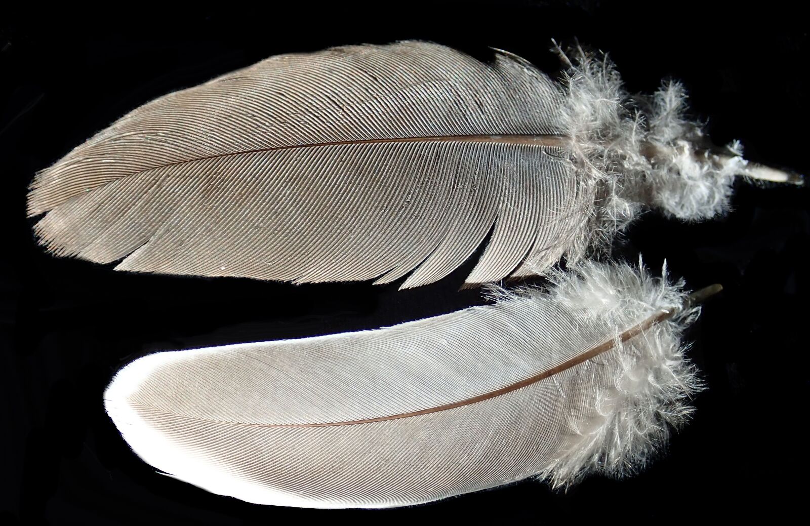 Olympus TG-5 sample photo. Feathers, bird, plumage photography