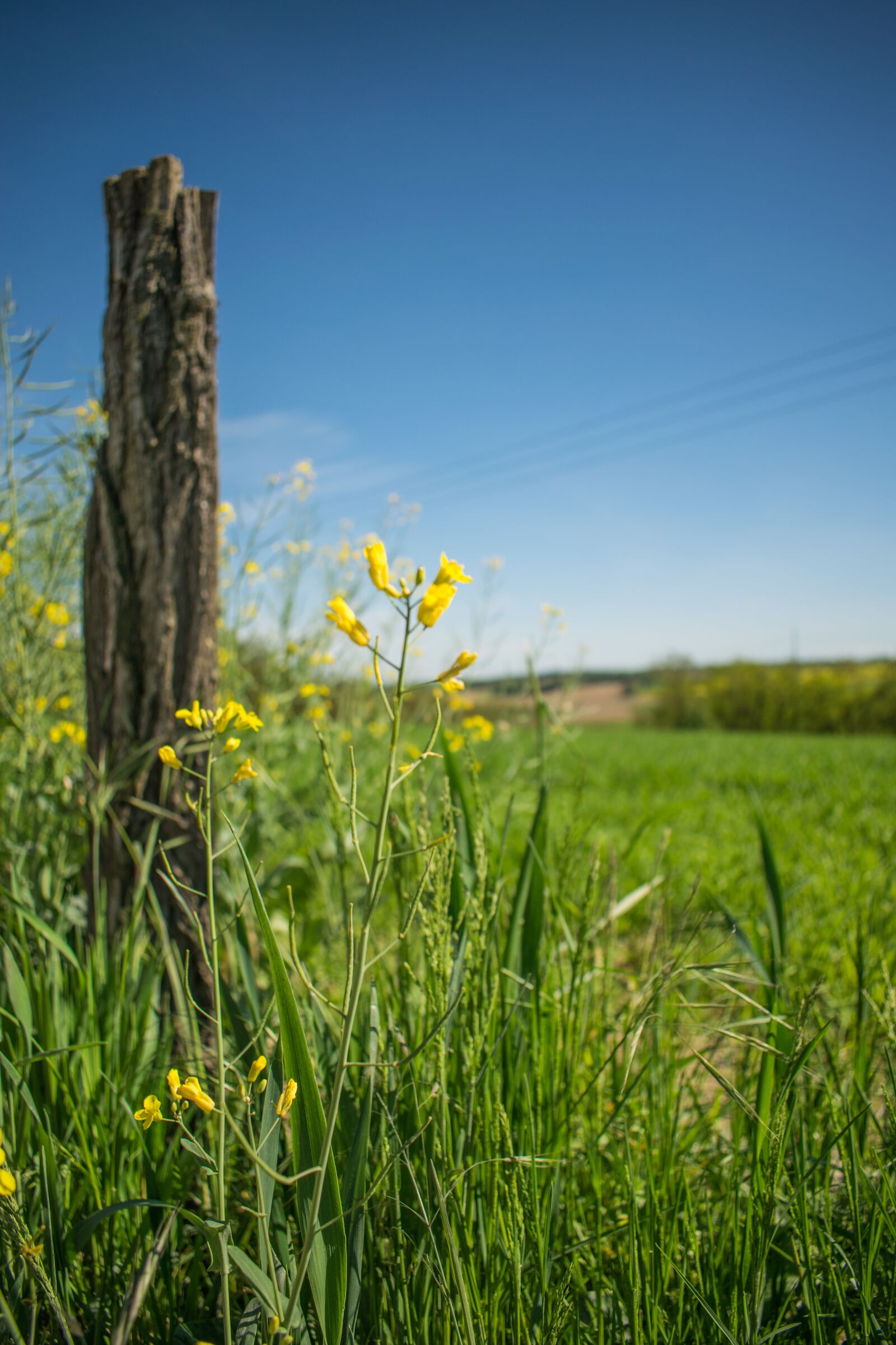 Nikon D5300 sample photo. Nature, flora, flower photography