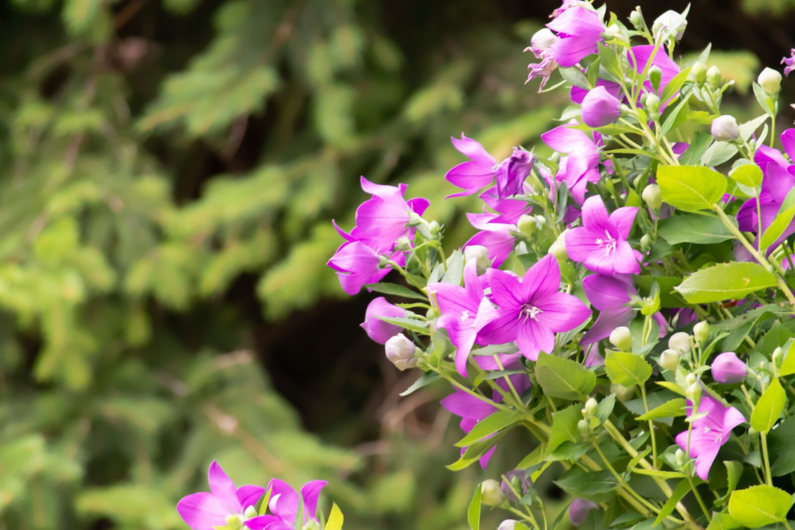 Nikon D3300 sample photo. Home, garden, fresh photography