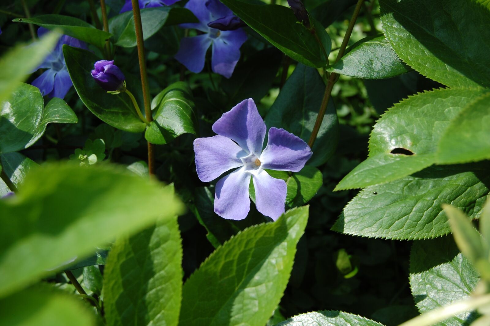 Nikon D40 sample photo. Flower, violet, green photography