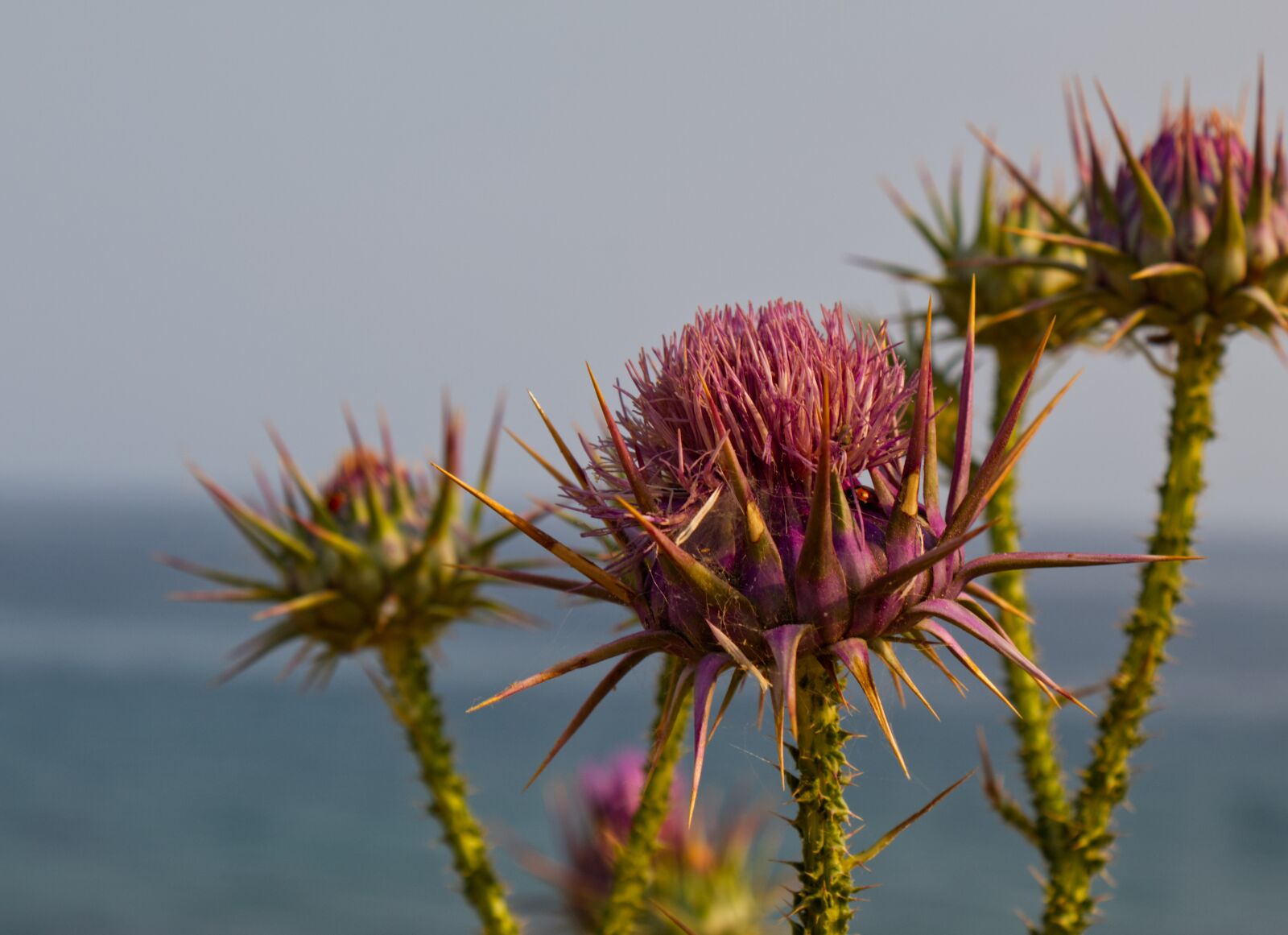 Canon EOS 1300D (EOS Rebel T6 / EOS Kiss X80) sample photo. Thistles, seascape, flower photography