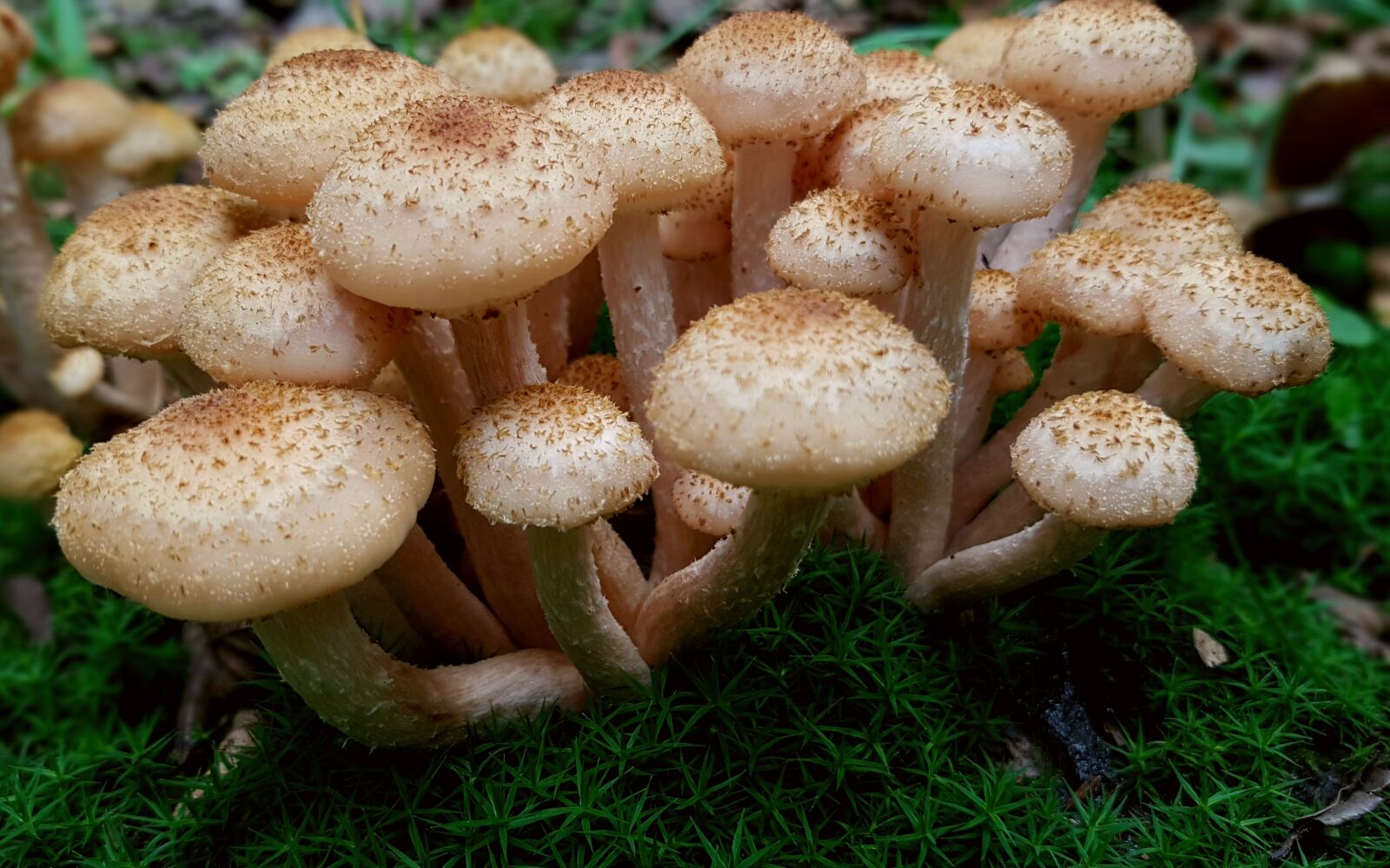 Samsung Galaxy S7 sample photo. Mushrooms, armillaria mellea, mushroom photography