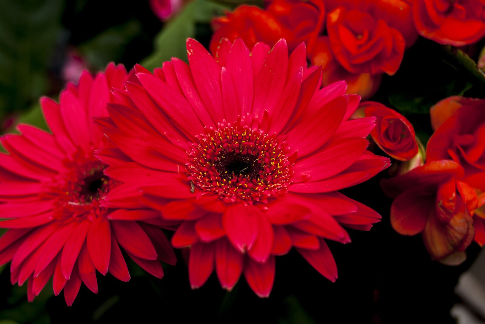 Nikon D60 sample photo. Flower foreground, nature, plant photography