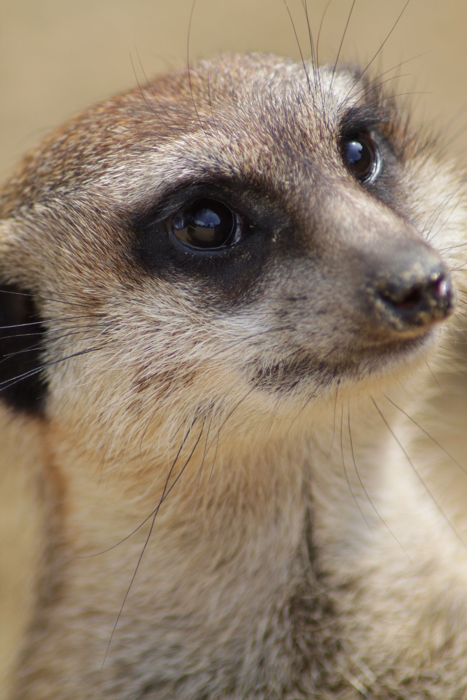 Canon EOS 500D (EOS Rebel T1i / EOS Kiss X3) sample photo. Animal, meerkat, cute photography