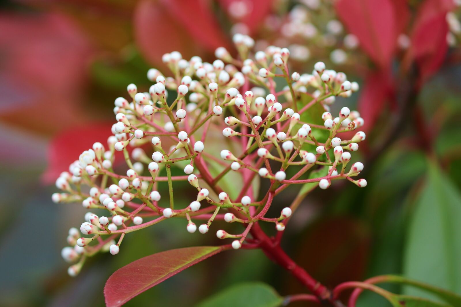 Canon EOS 200D (EOS Rebel SL2 / EOS Kiss X9) sample photo. Gloss medlar, photinia, purple photography
