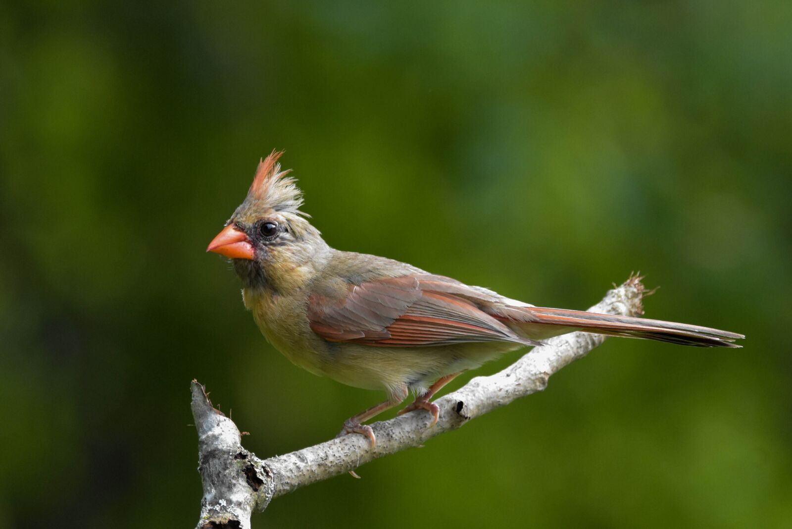 Nikon D3400 sample photo. Bird, female northern cardinal photography