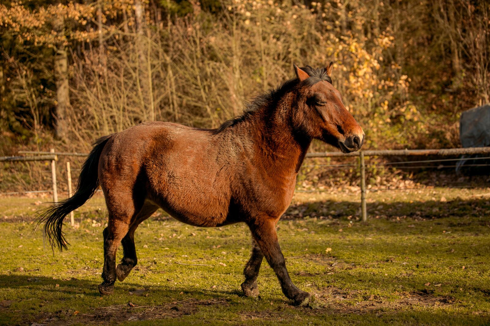 Canon EOS 6D sample photo. Animal, horse, horses photography