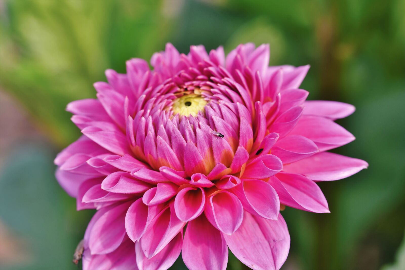 Nikon D7200 sample photo. Dahlia, dahlias bud, flower photography