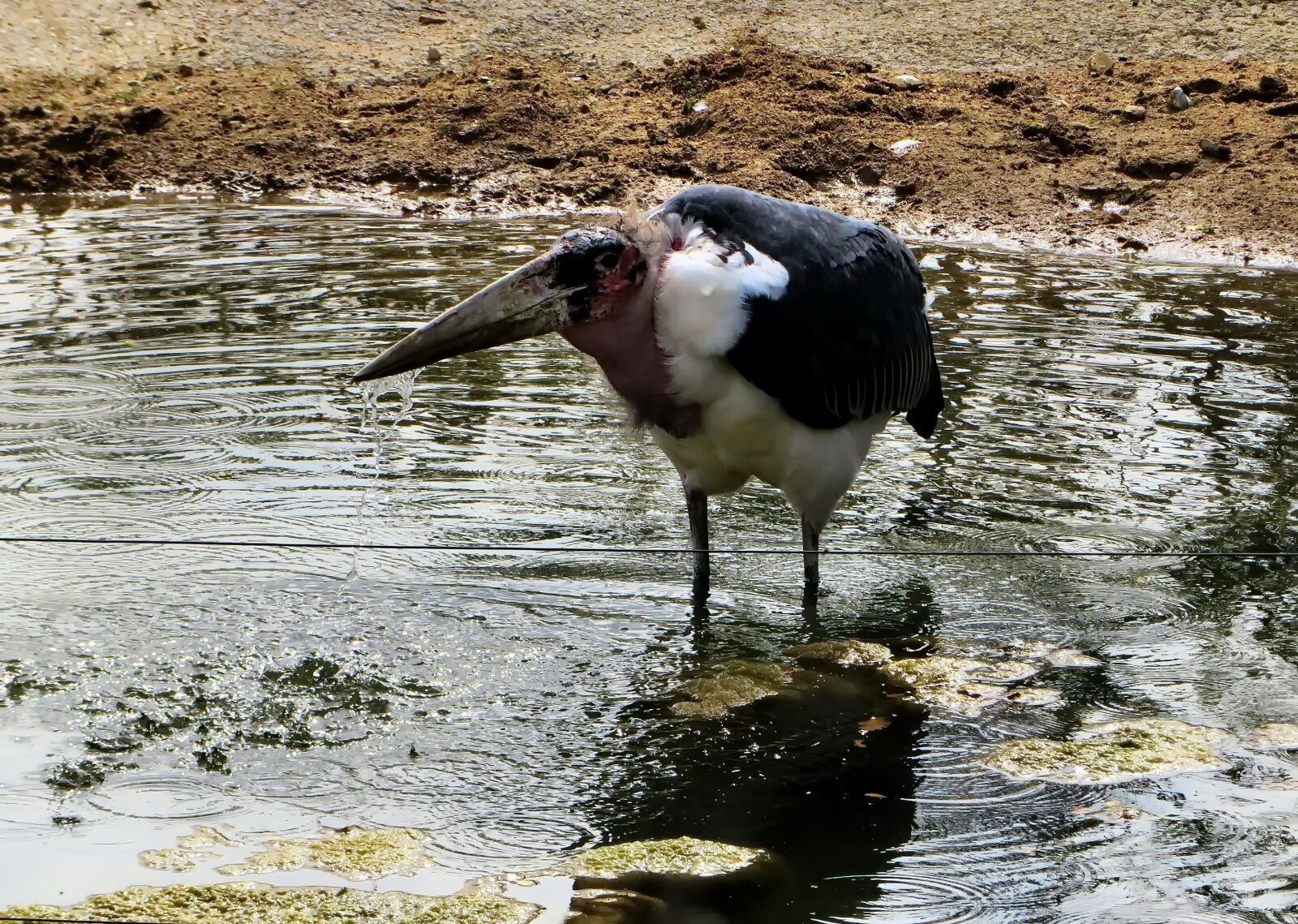 Canon PowerShot SX270 HS sample photo. Marabou, wader, bird photography