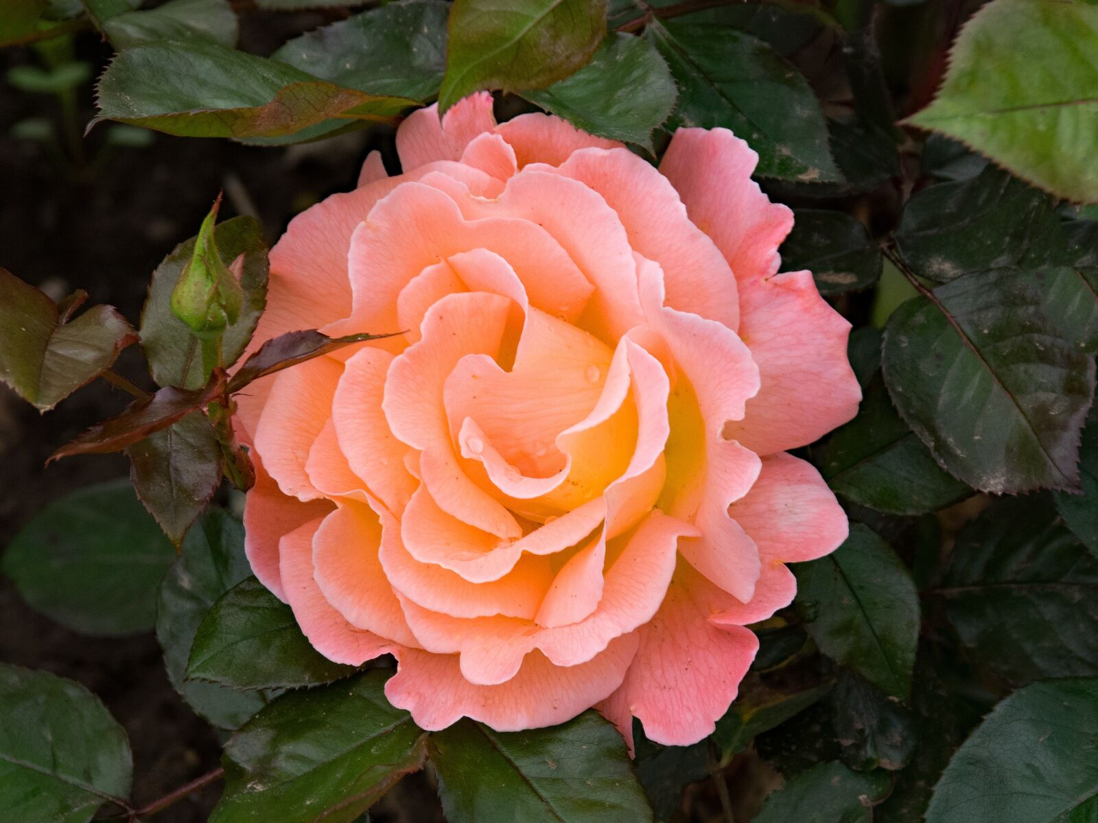 Nikon D5300 sample photo. Rose, the world, floribunda photography