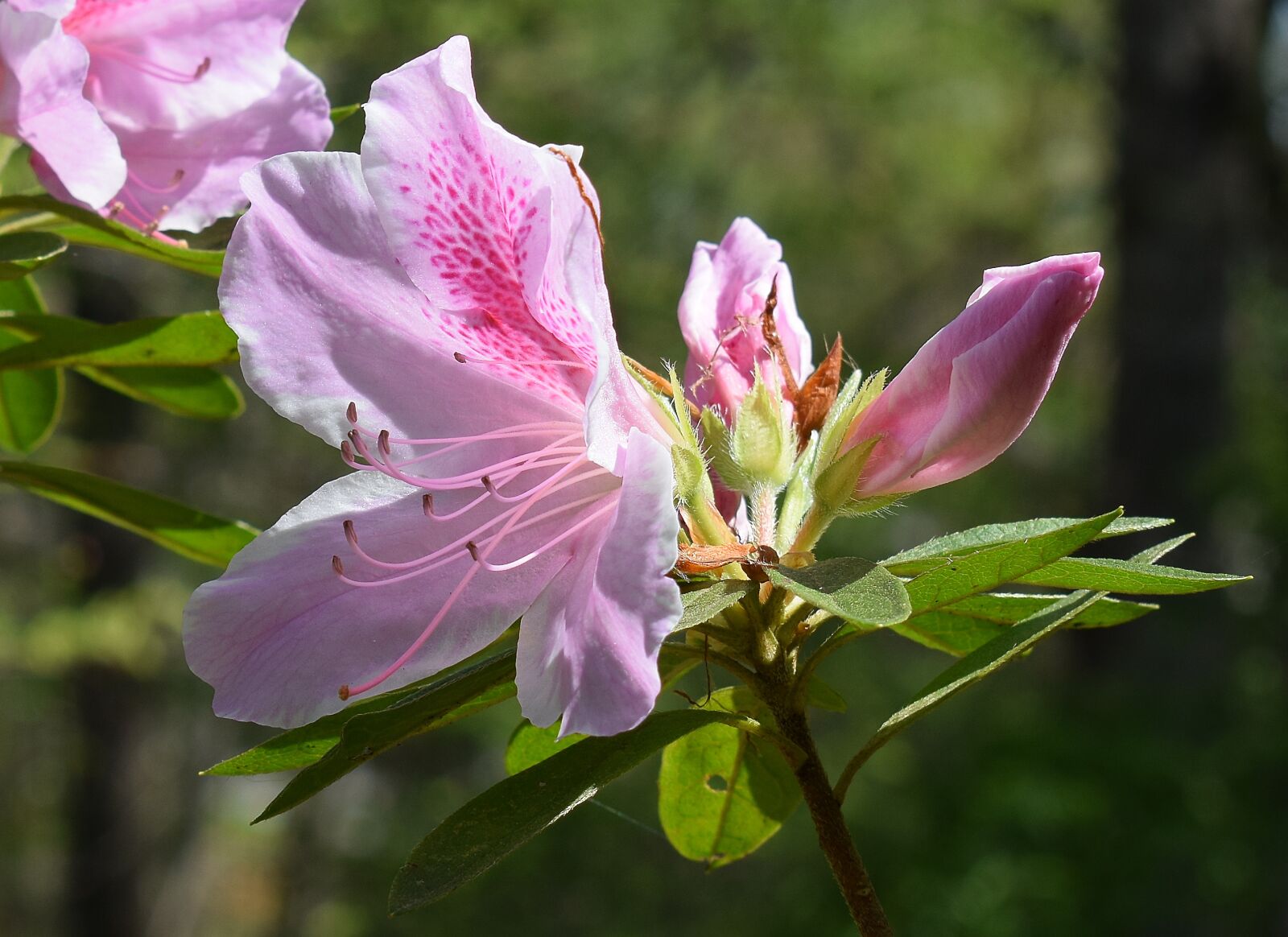 Nikon D3300 sample photo. Light pink azalea, azalea photography