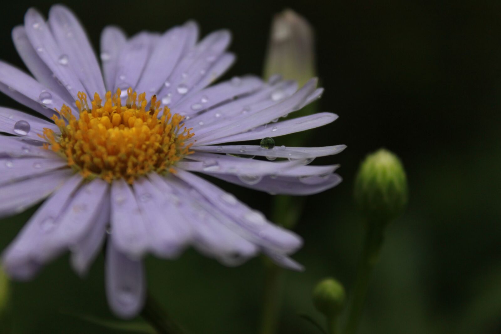 Canon EOS 500D (EOS Rebel T1i / EOS Kiss X3) sample photo. Marguerite, margaret, flowers photography