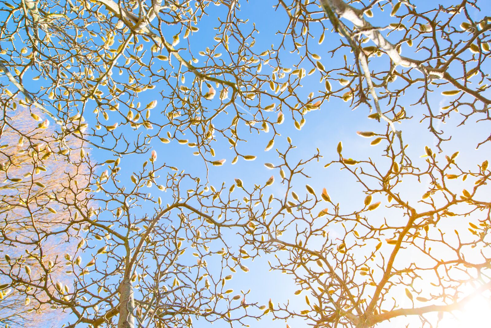 Nikon D610 sample photo. Easter, branch, blue sky photography