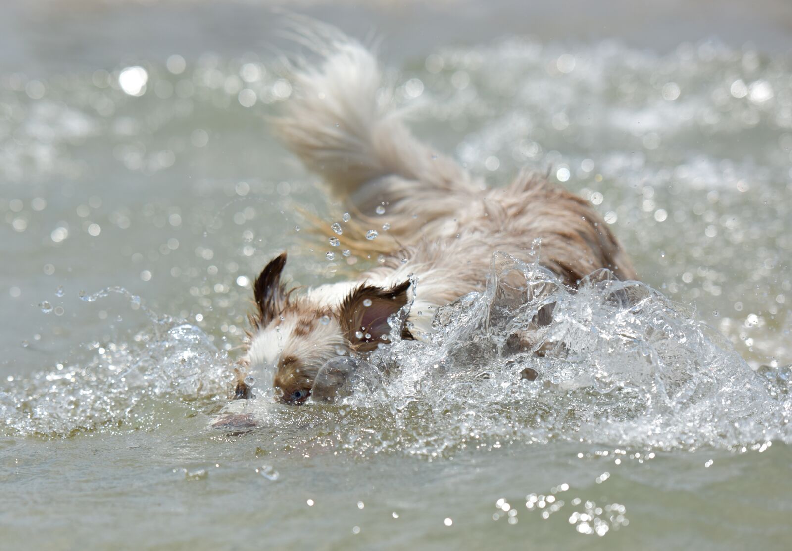 Nikon D810 sample photo. Dog, puppy, pet photography