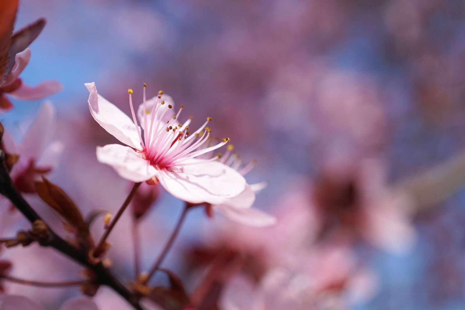 Sony E 30mm F3.5 Macro sample photo. Spring, cherry blossom, cherry photography