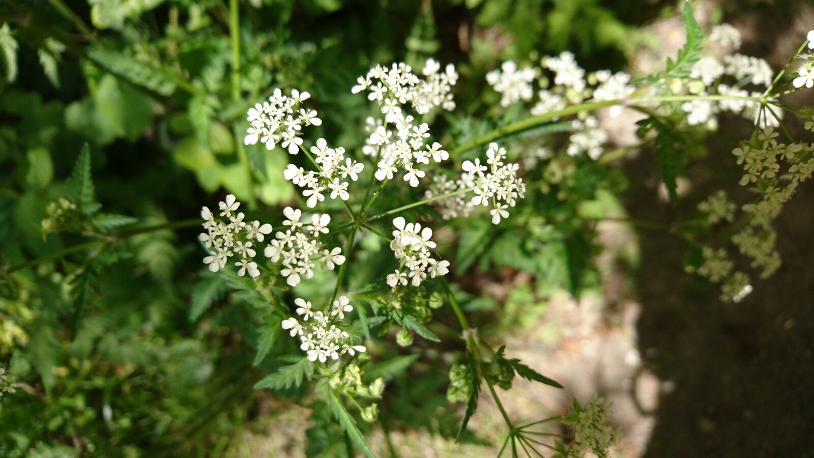 Sony Xperia X sample photo. Flower, white, wild photography
