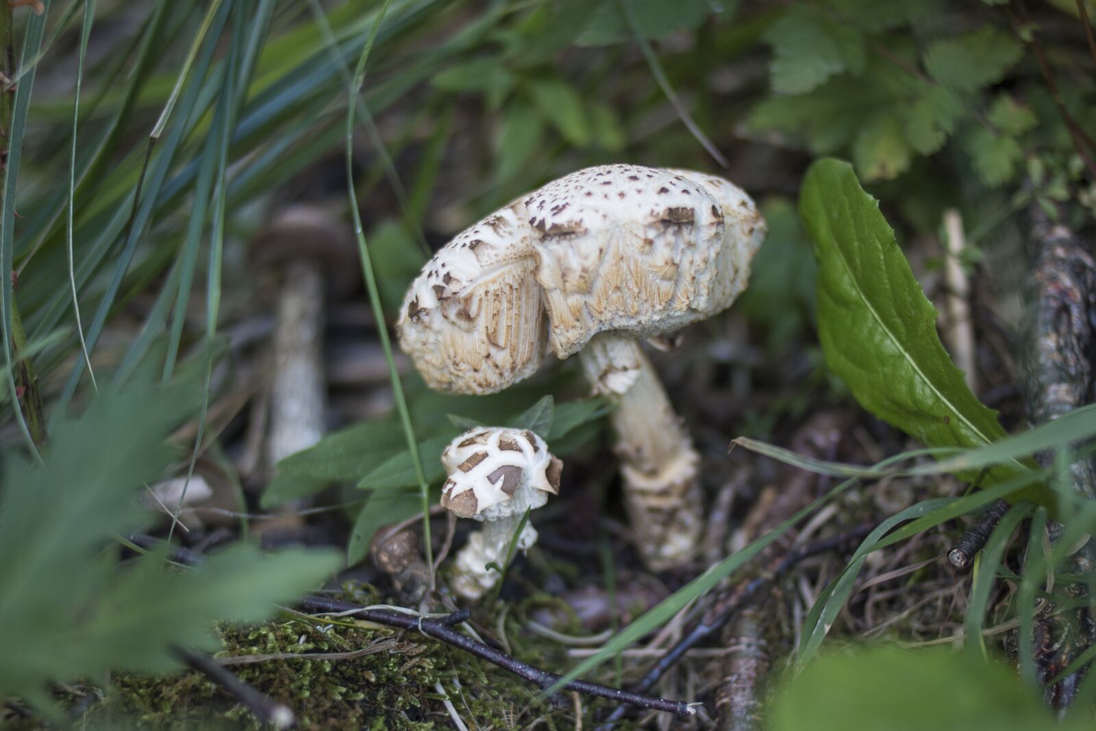 Canon EOS 70D + Canon EF 35mm F2 sample photo. Mushroom, grass, green photography