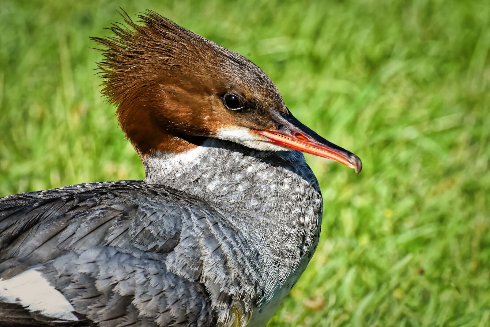 Nikon D7200 sample photo. Merganser, mergus merganser, duck photography