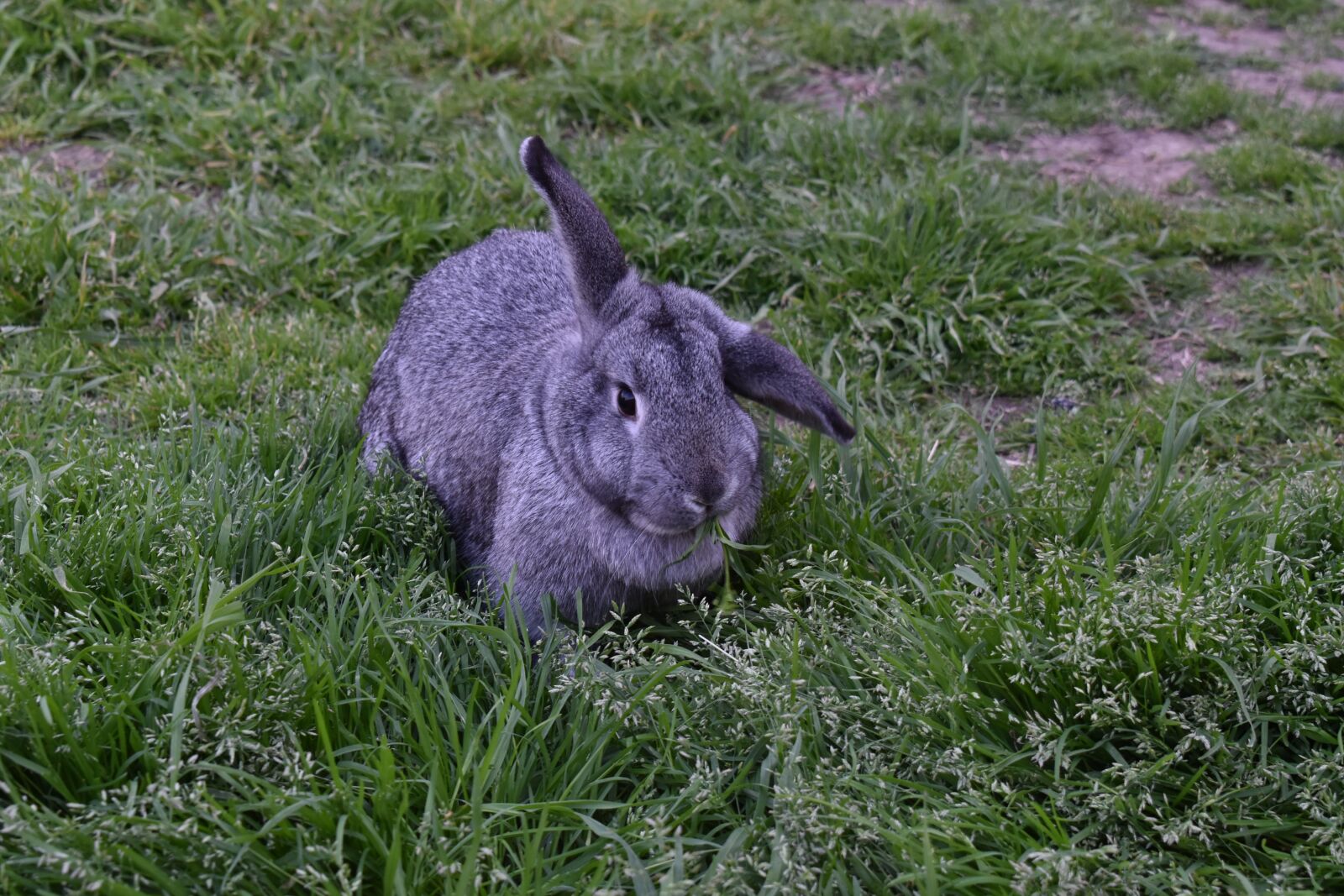 Nikon D5600 sample photo. Rabbit, nature, grey photography