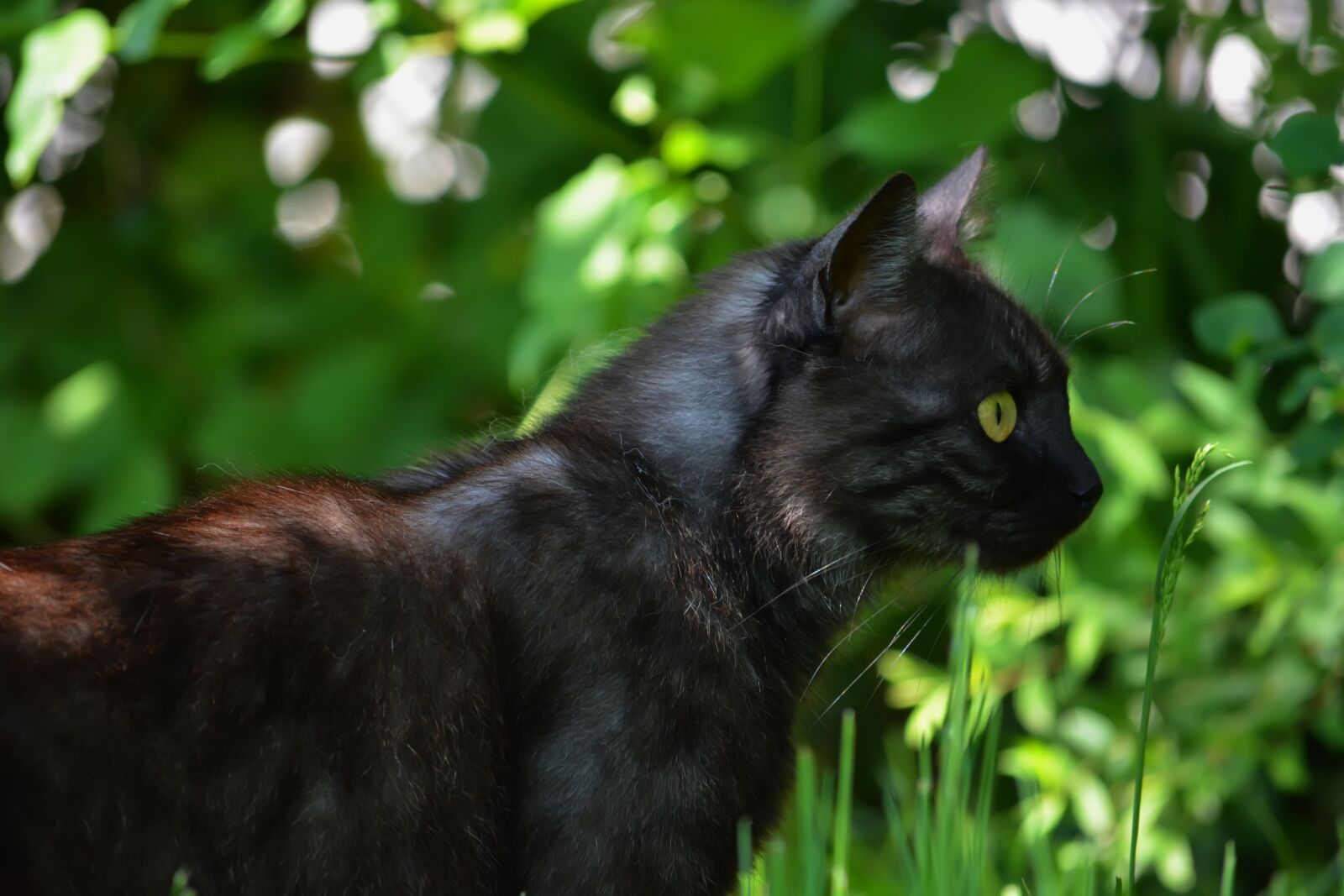 Nikon D5200 sample photo. Marie, cat, portrait photography