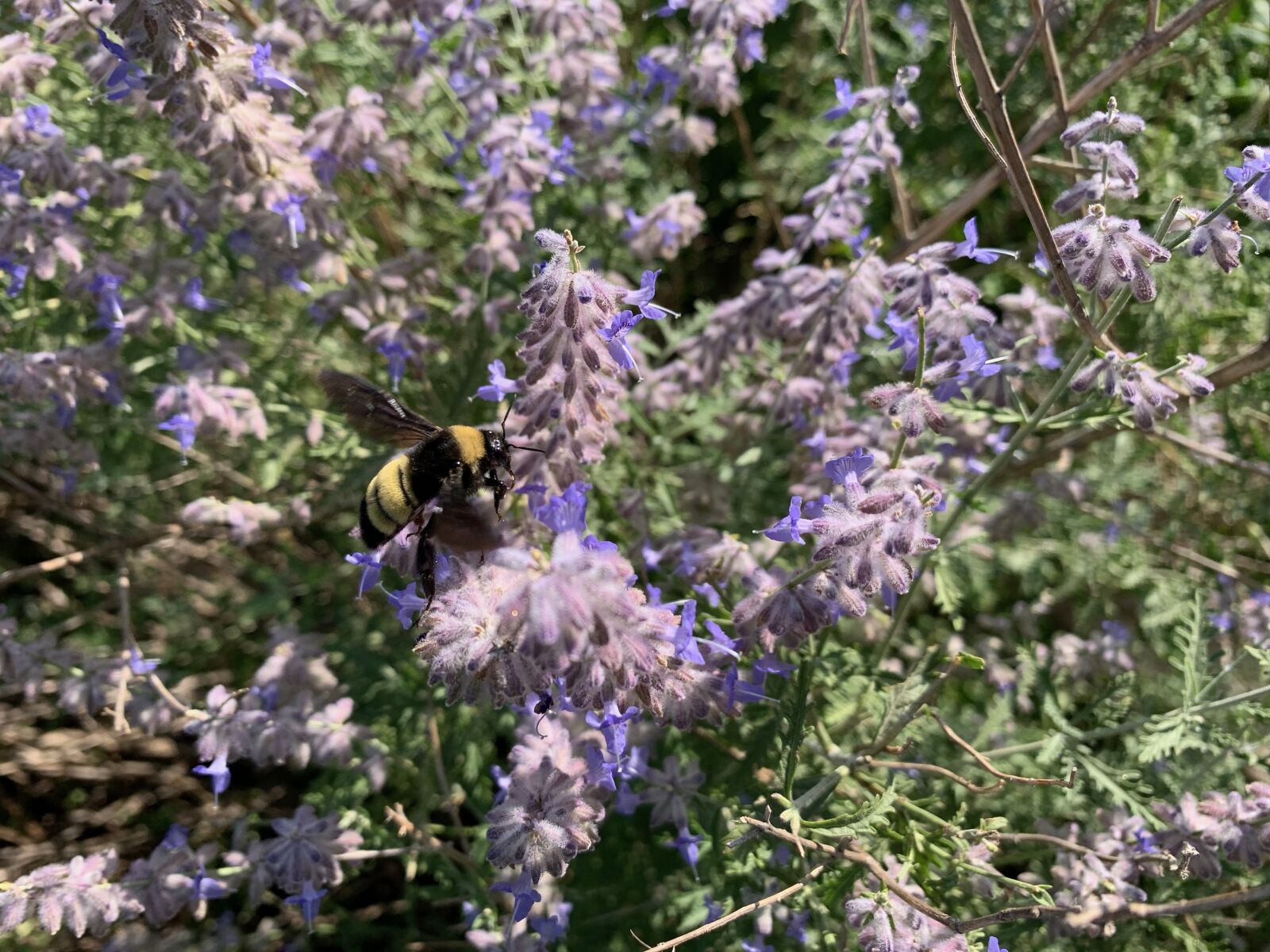 Apple iPhone XS + iPhone XS back dual camera 4.25mm f/1.8 sample photo. Purple, bee, plant photography