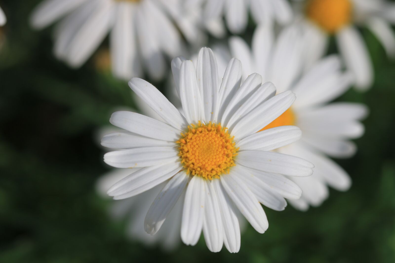 Canon EOS 70D + Canon EF 100mm F2.8 Macro USM sample photo. Daisy, white, flower photography