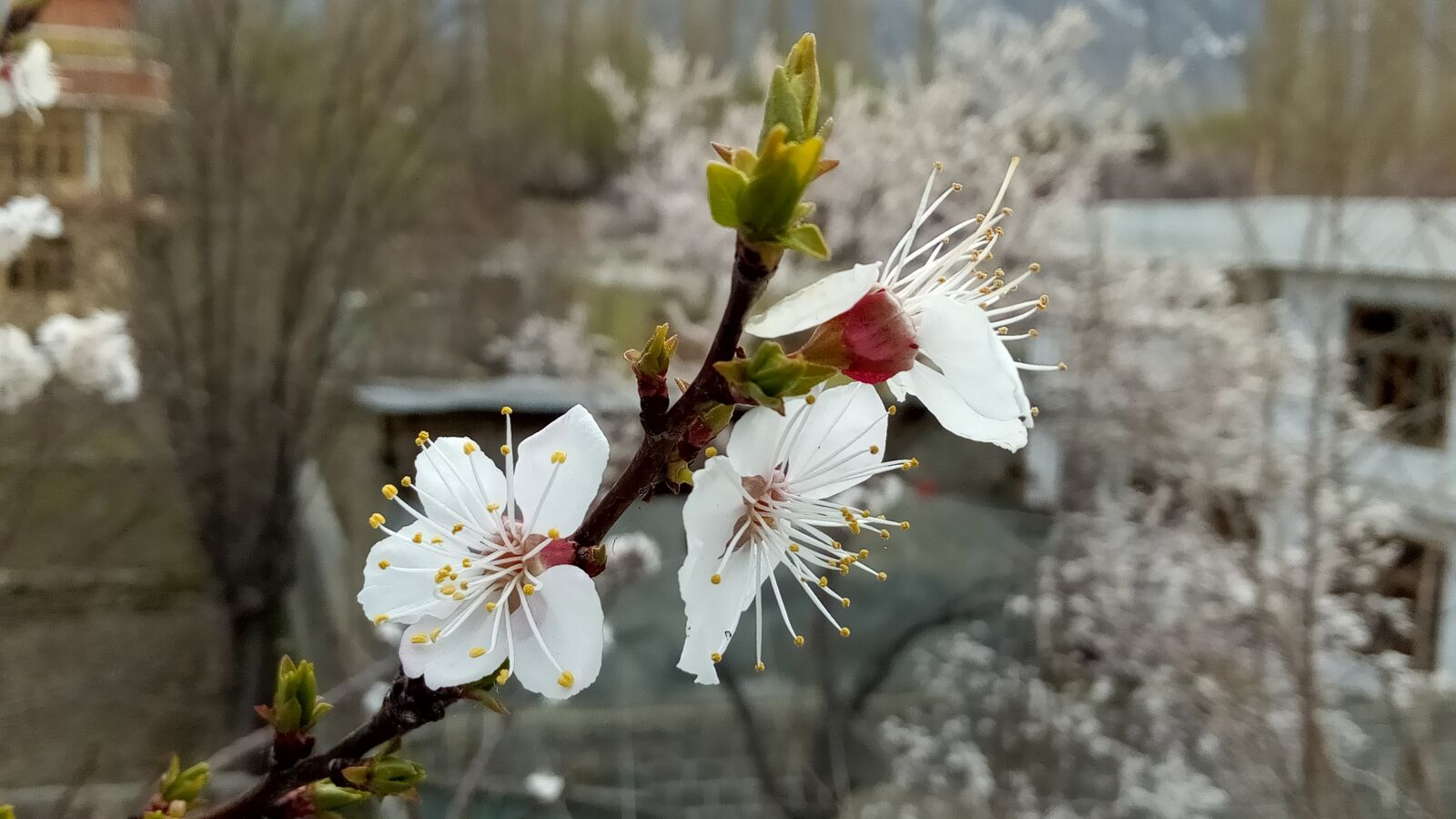Infinix NOTE 4 Pro sample photo. Spring, blossoms, flowers photography