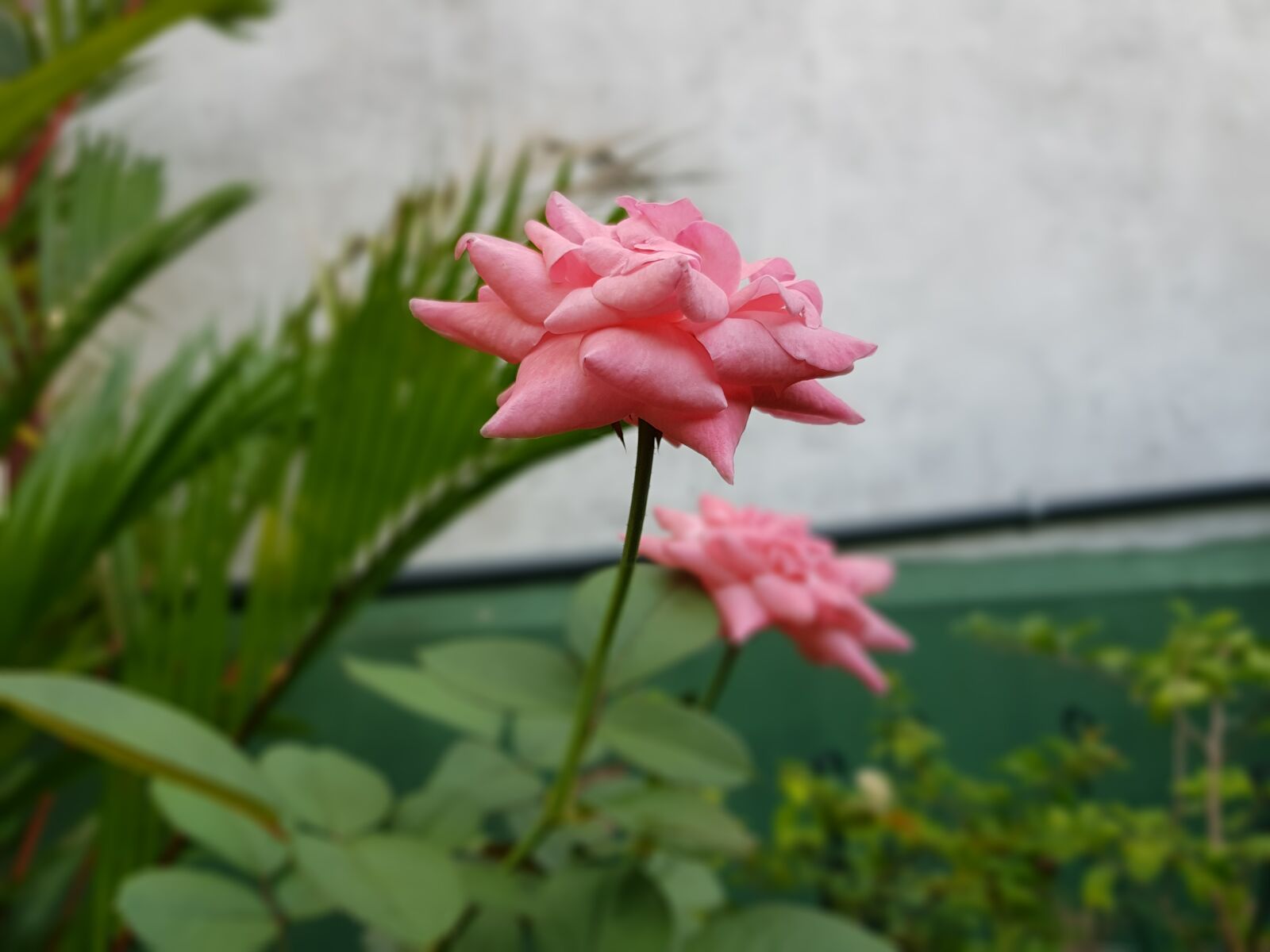 Samsung Galaxy S8 sample photo. Pink, roses, roses photography