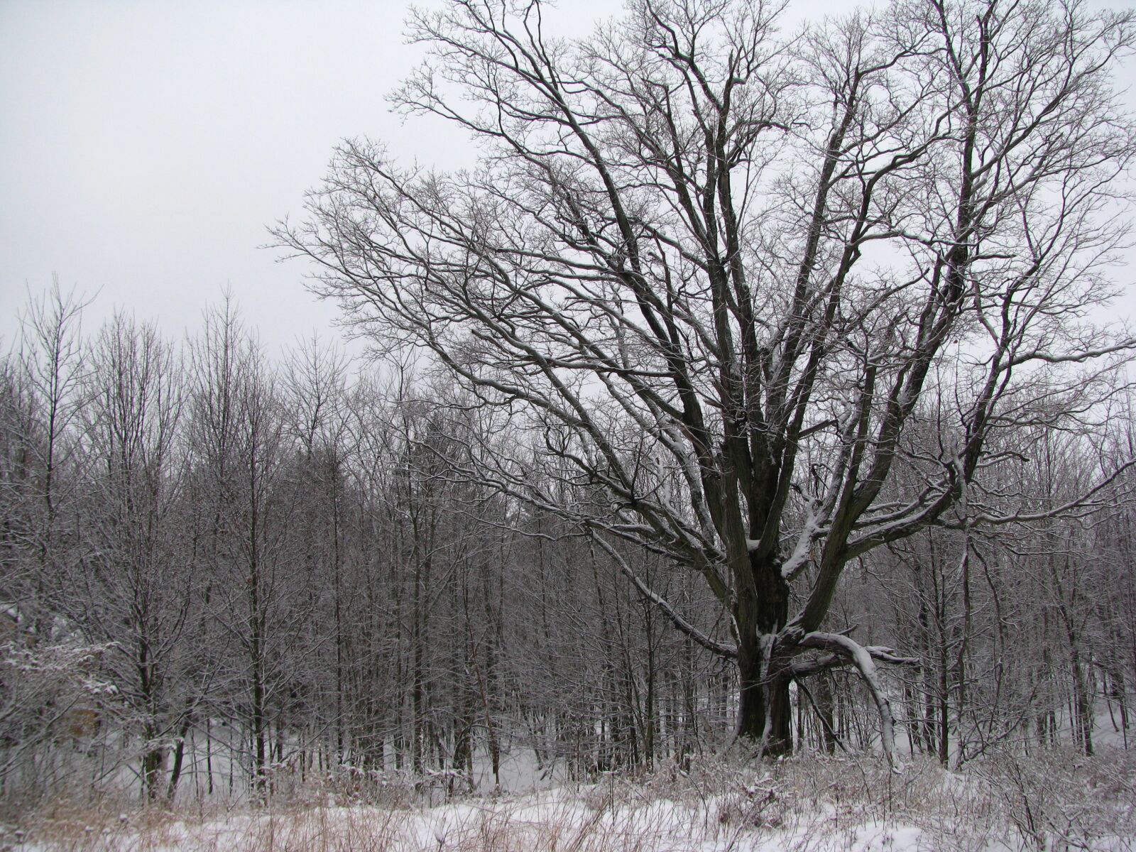 Canon POWERSHOT SX100 IS sample photo. Winter, tree, forest photography