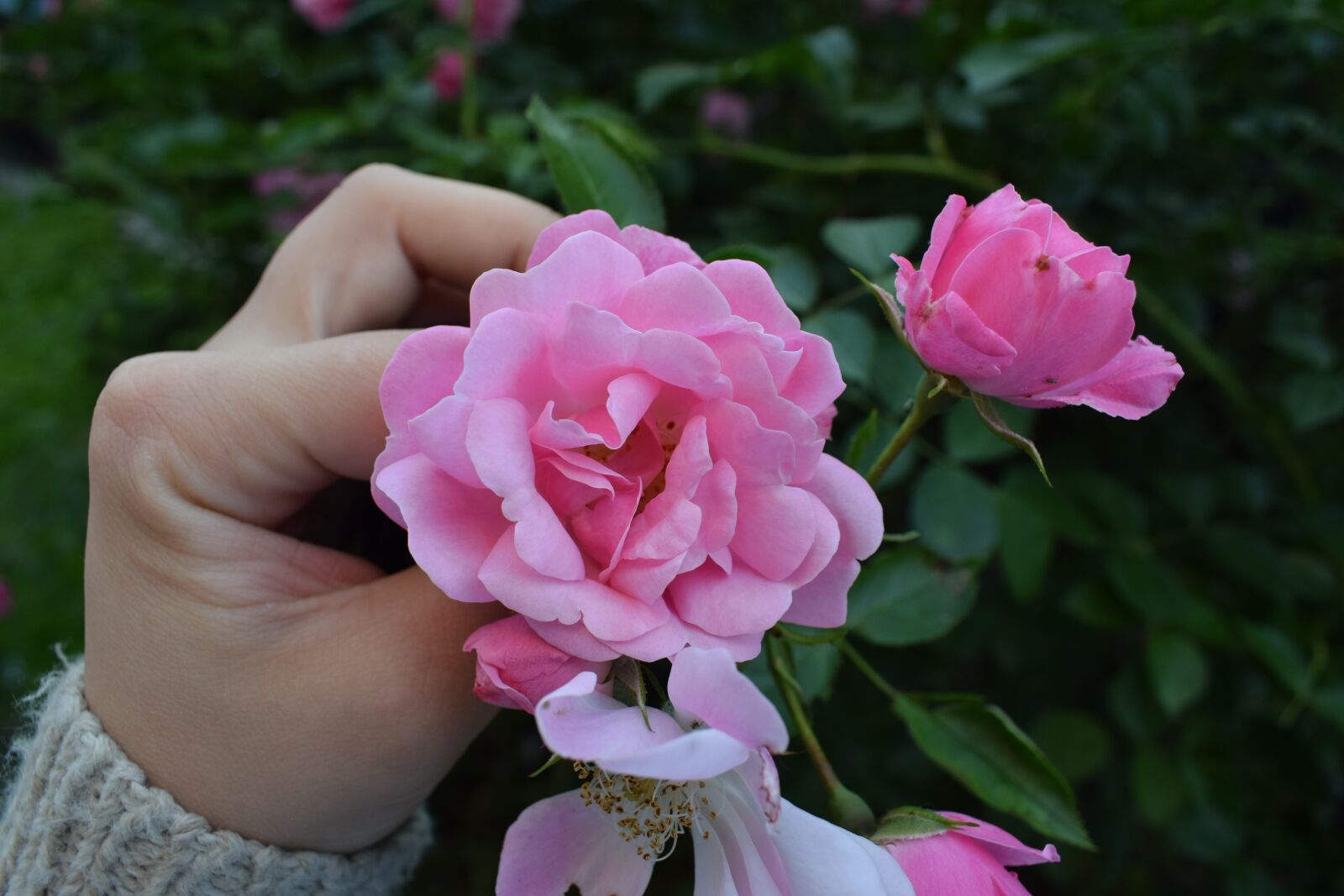 Nikon D3300 sample photo. Rose, flower, petals photography