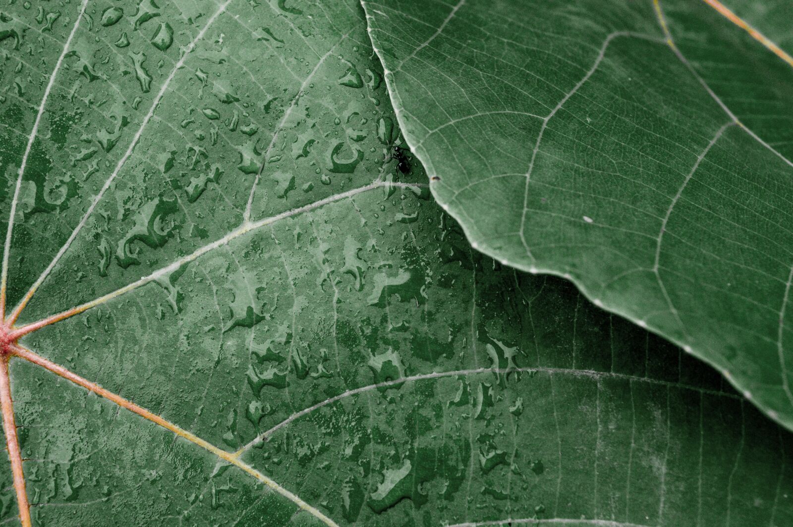 Nikon D3200 sample photo. Leaf, green, clover photography