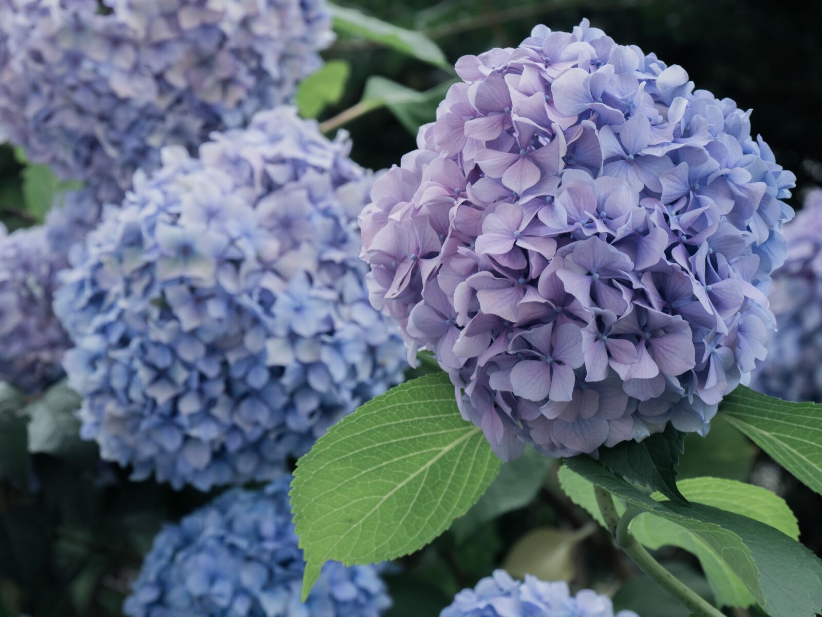 Panasonic DMC-G81 sample photo. Flowers, hydrangeas, blue photography
