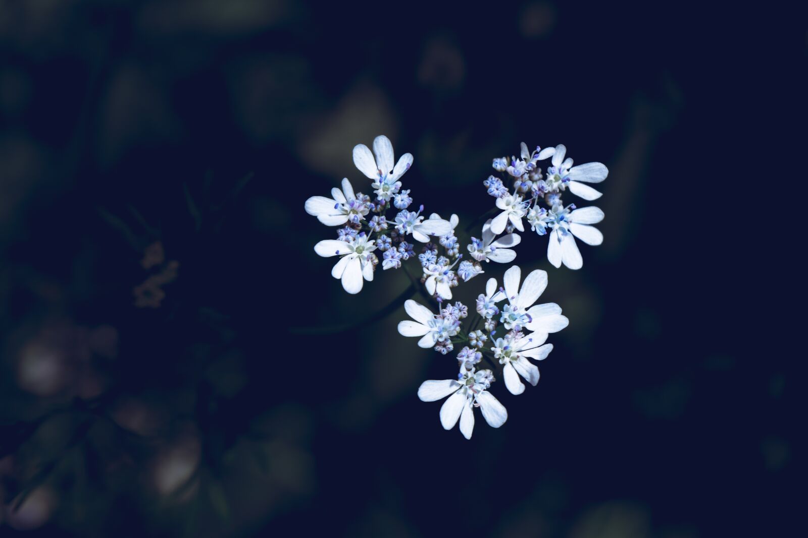 Nikon D5600 sample photo. Flower, white, bloom photography