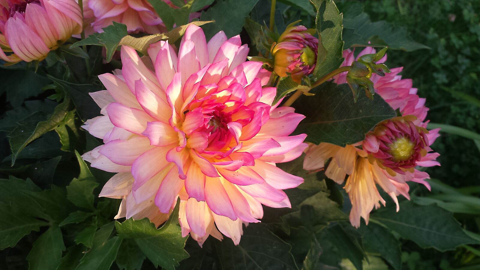 Samsung Galaxy S4 sample photo. Dahlia, dahlia flower, garden photography