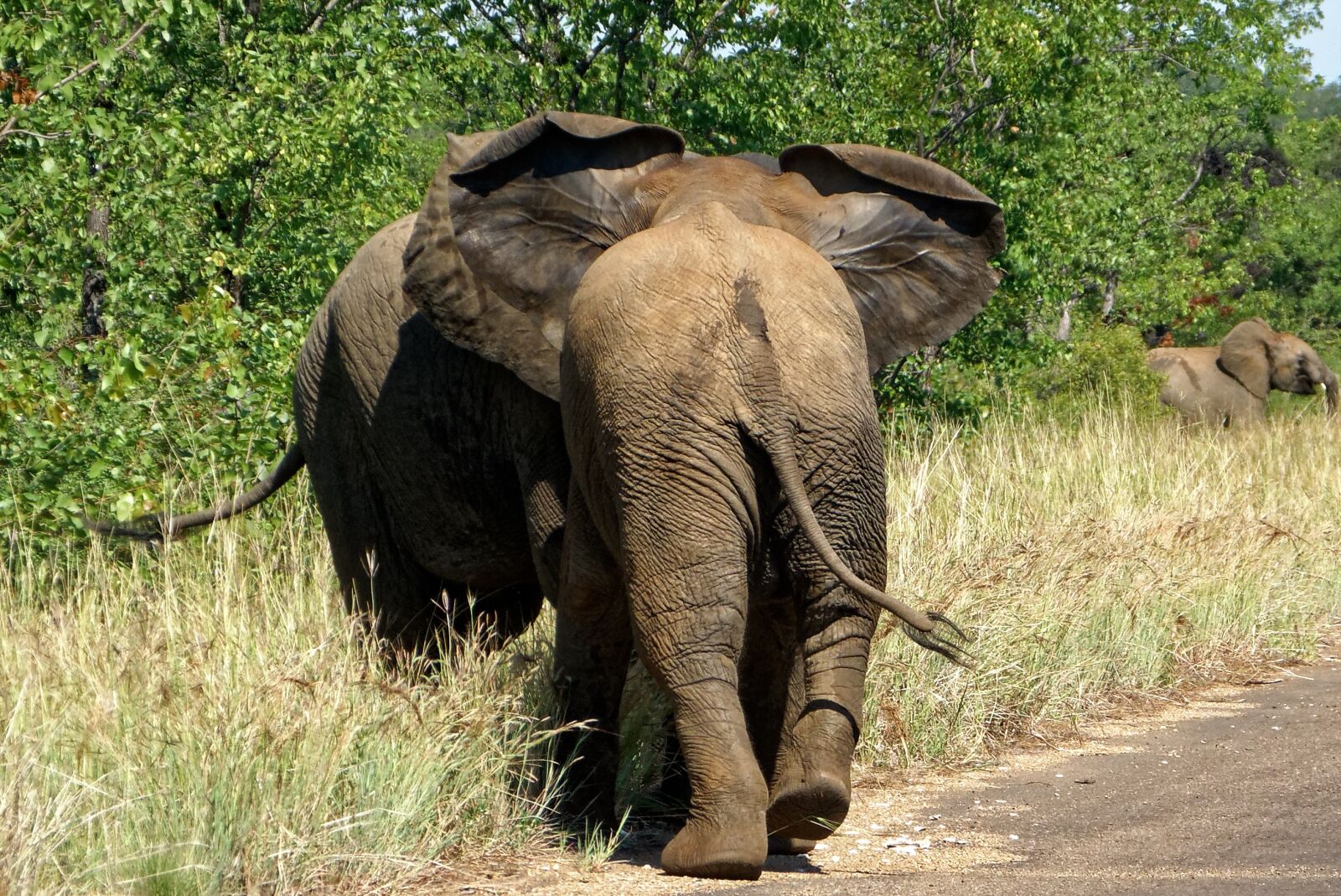 Panasonic Lumix DMC-FZ150 sample photo. Africa, kruger park, elephant photography
