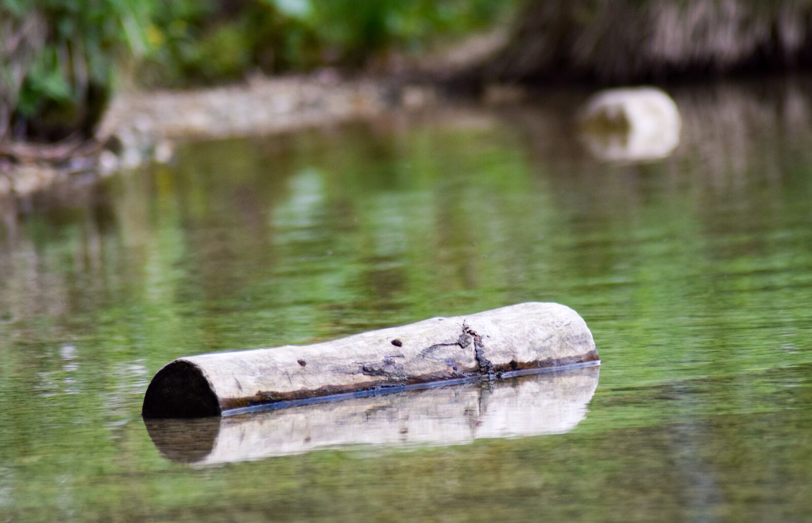 Nikon D5300 sample photo. Tree stump, lake, water photography