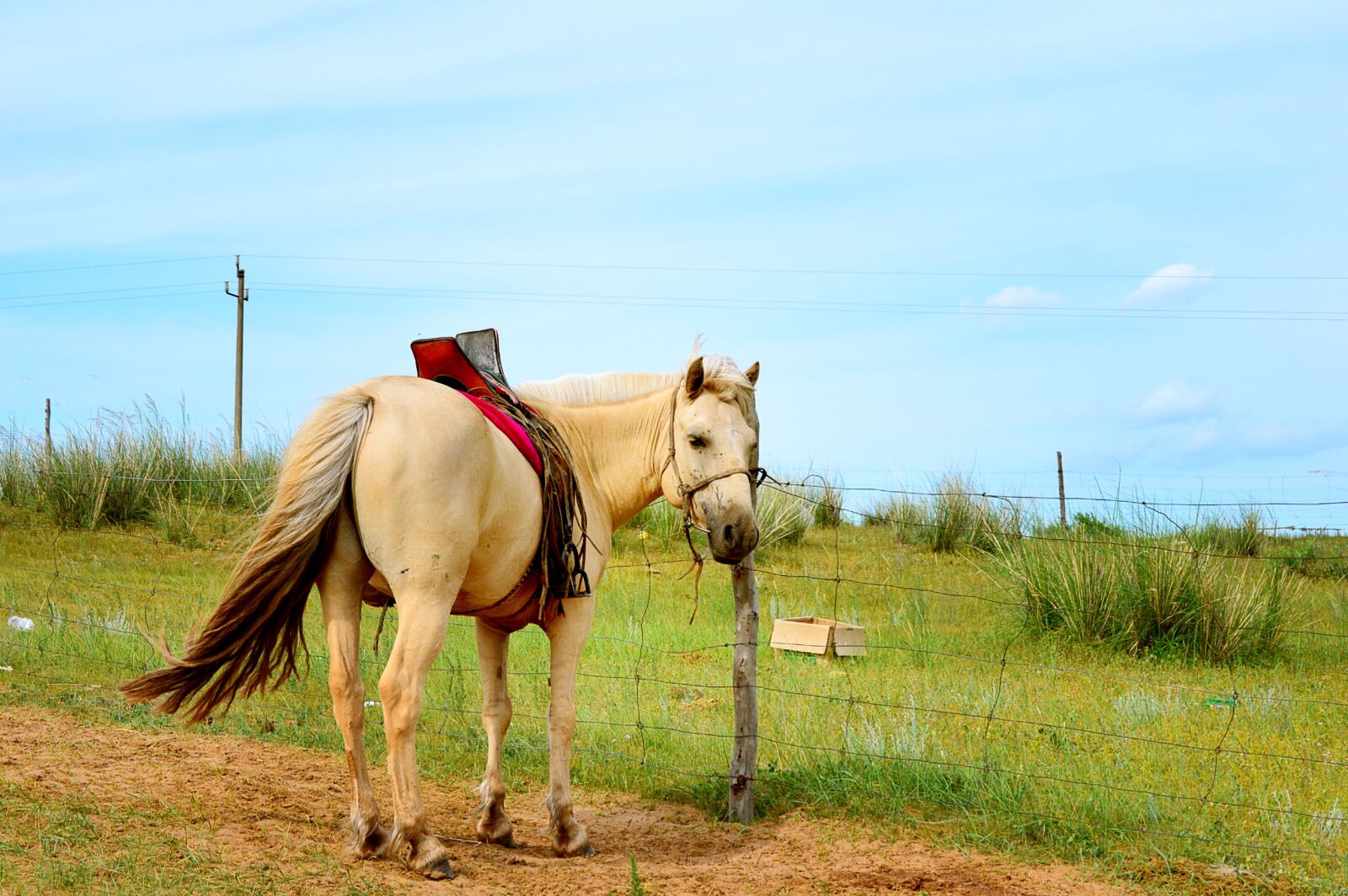 Nikon D3200 sample photo. Inner mongolia, horse, gol photography