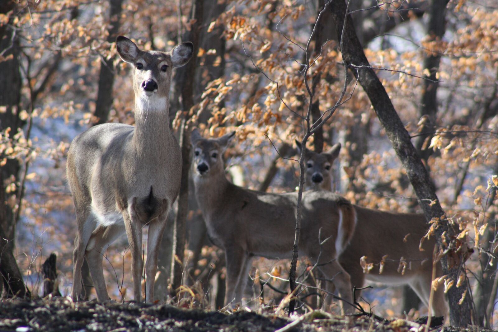 Canon EOS 1000D (EOS Digital Rebel XS / EOS Kiss F) sample photo. Deer, autumn, forest photography