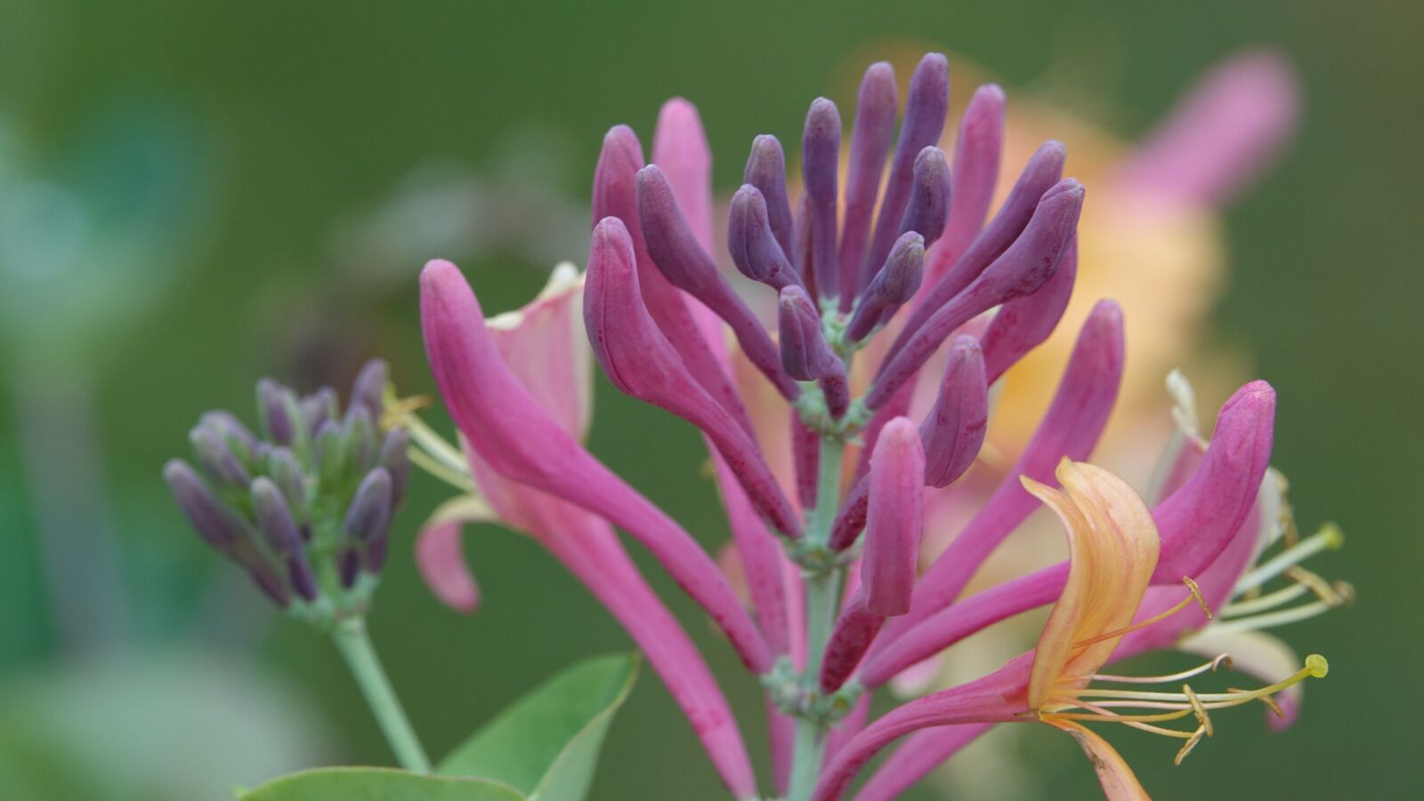Sony Cyber-shot DSC-RX10 III sample photo. Nature, flower, plant photography
