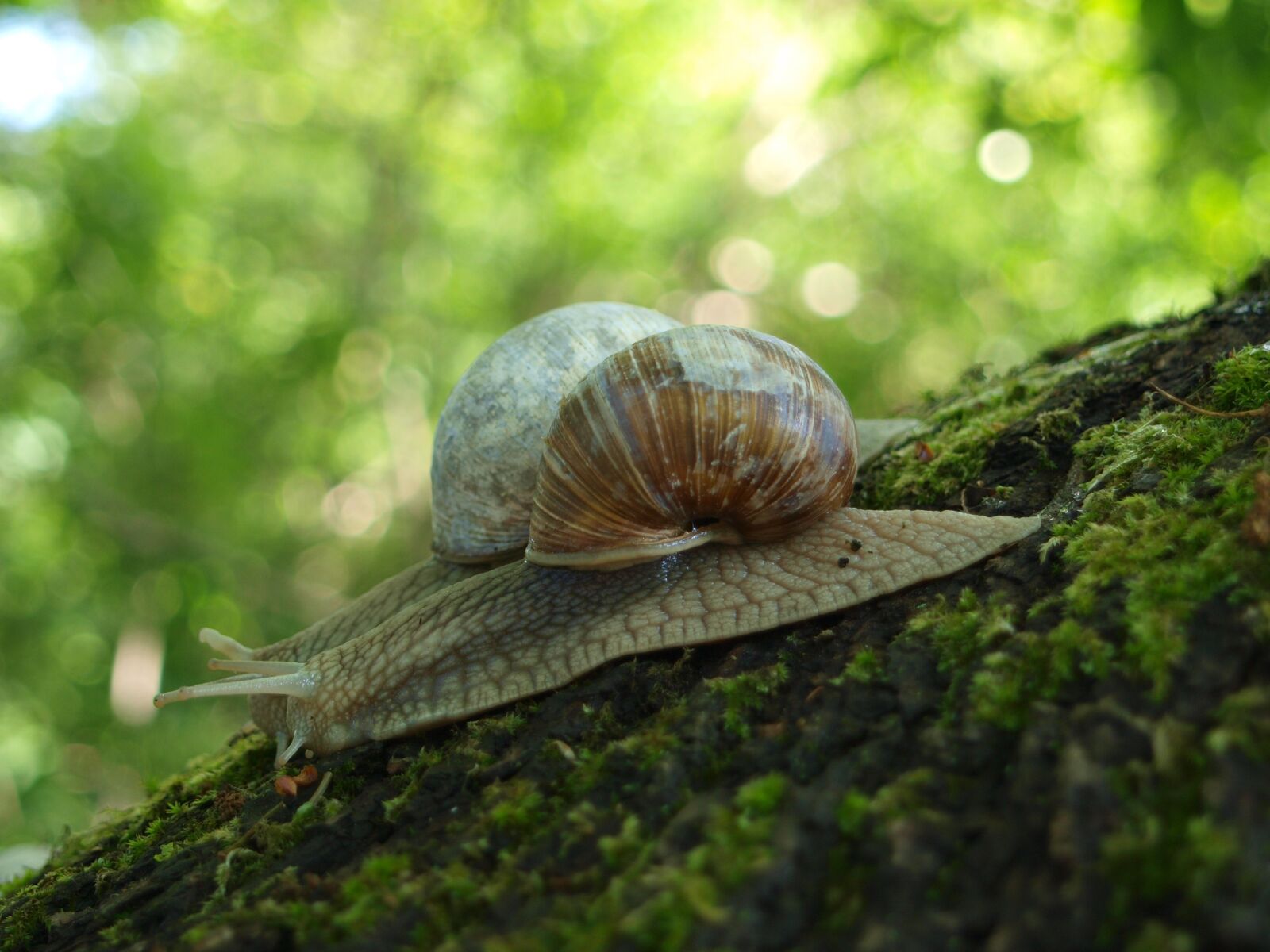 Olympus E-420 (EVOLT E-420) sample photo. Snail, shell, crawl photography