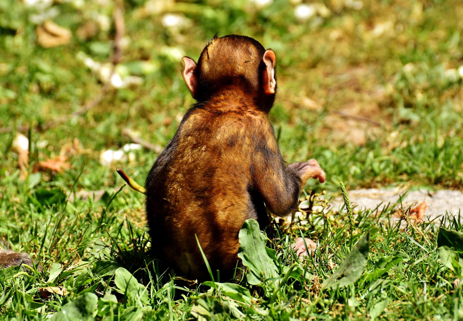 Nikon D7200 sample photo. Ape, baby monkey, barbary photography