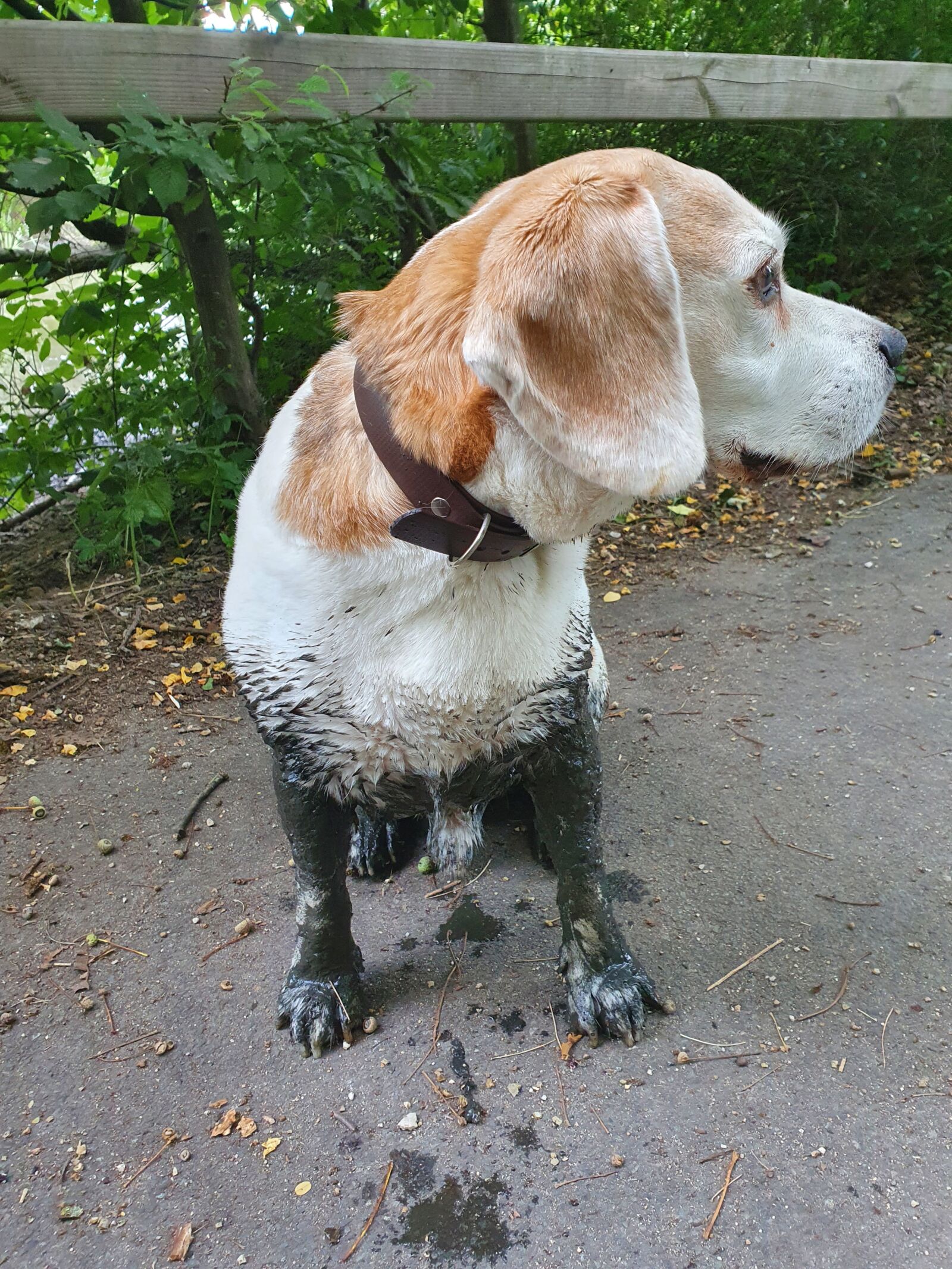 Samsung SM-G973F sample photo. Dirty, dog, beagle photography